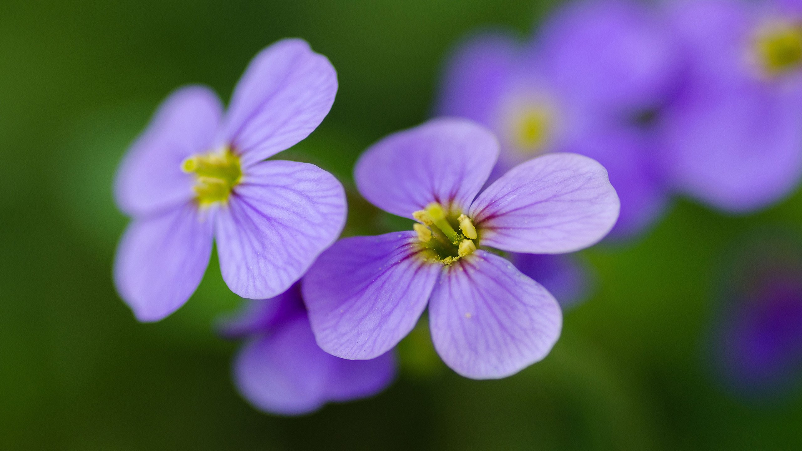 舒缓压力,唯美紫色花朵