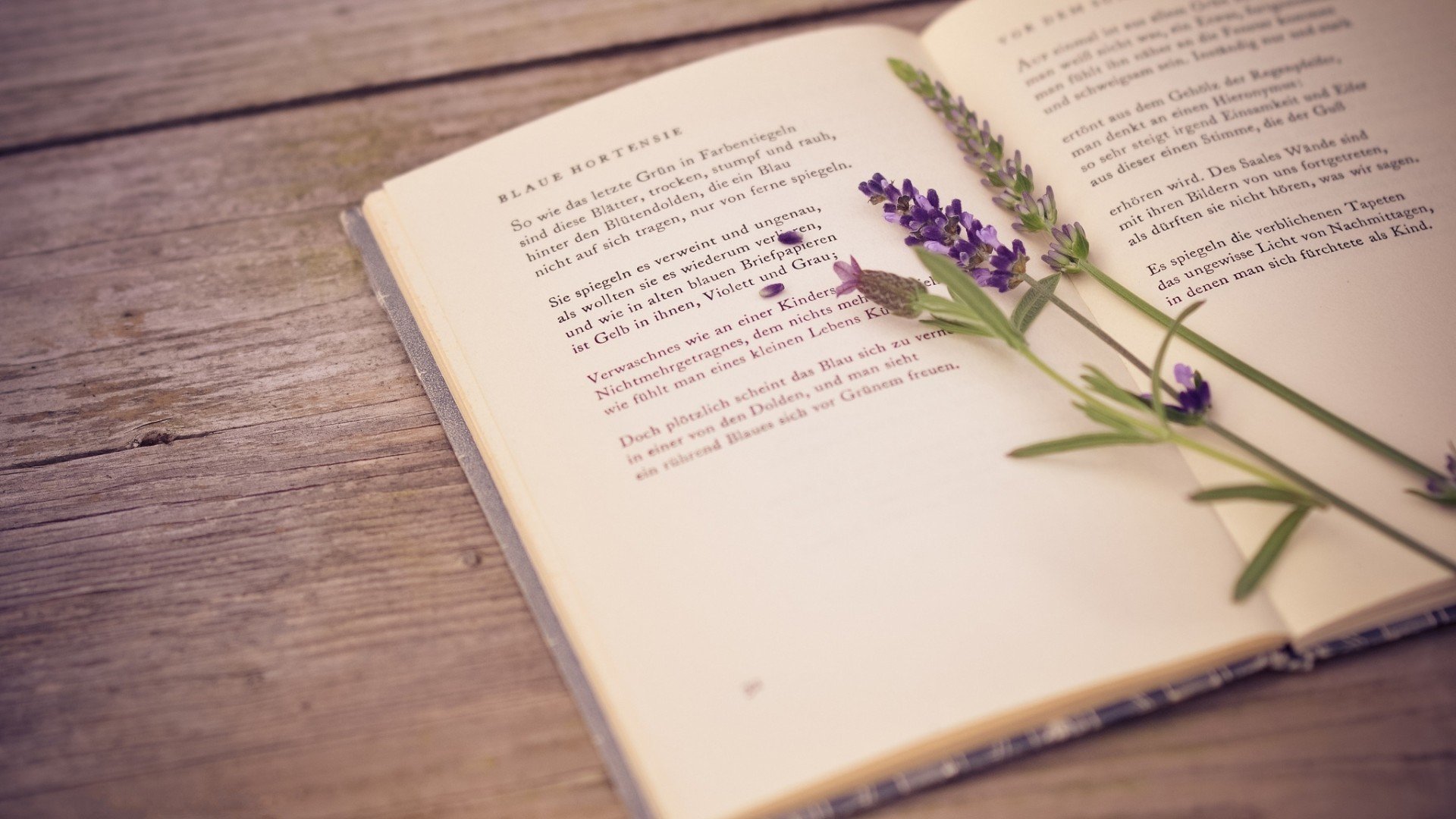 静物写真,薰衣草,看书,安静,简约