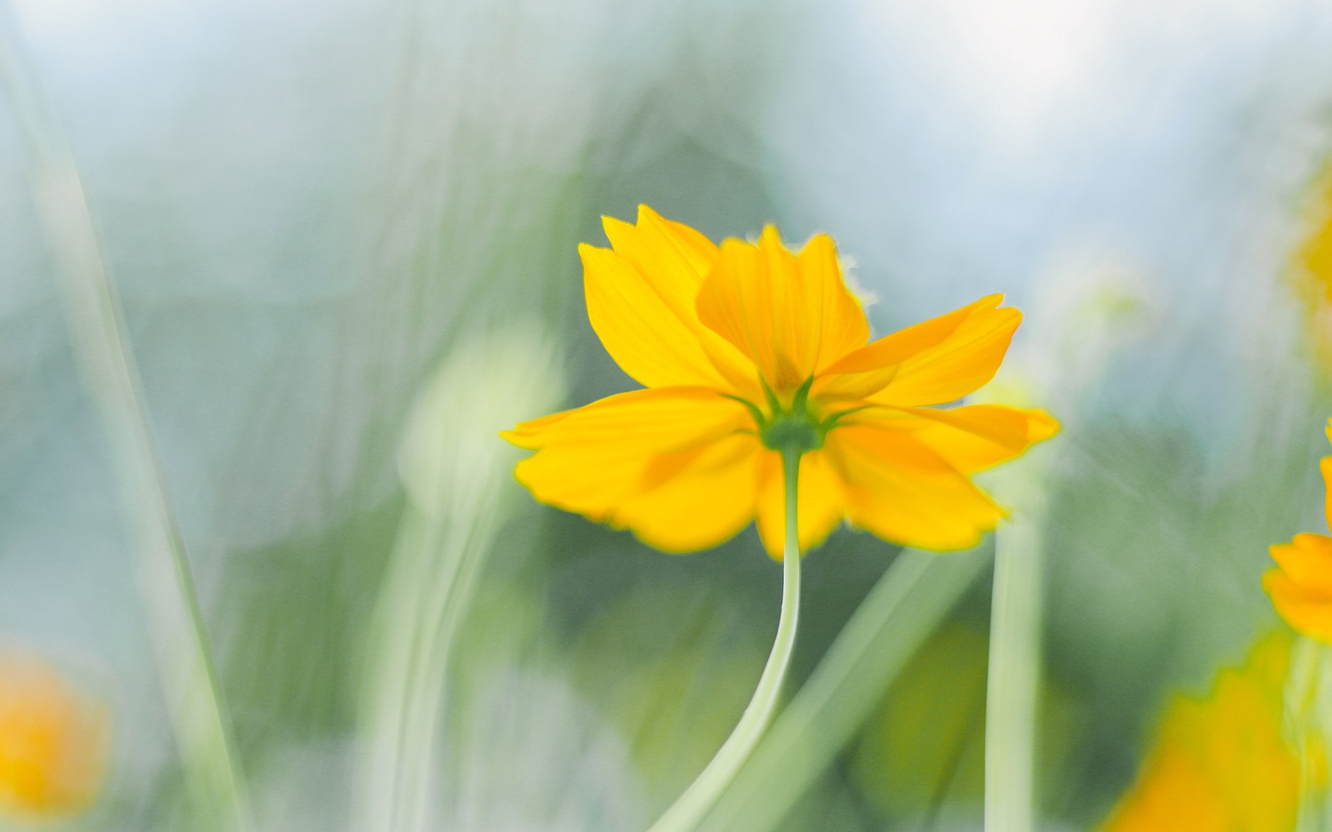 舒缓压力,唯美秋菊