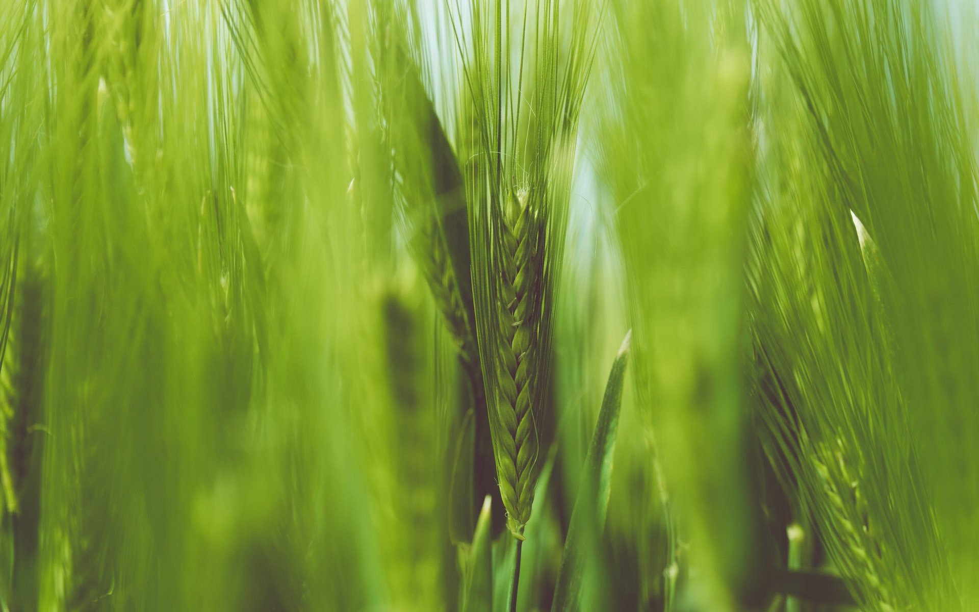 护眼壁纸,绿色,护眼,小麦