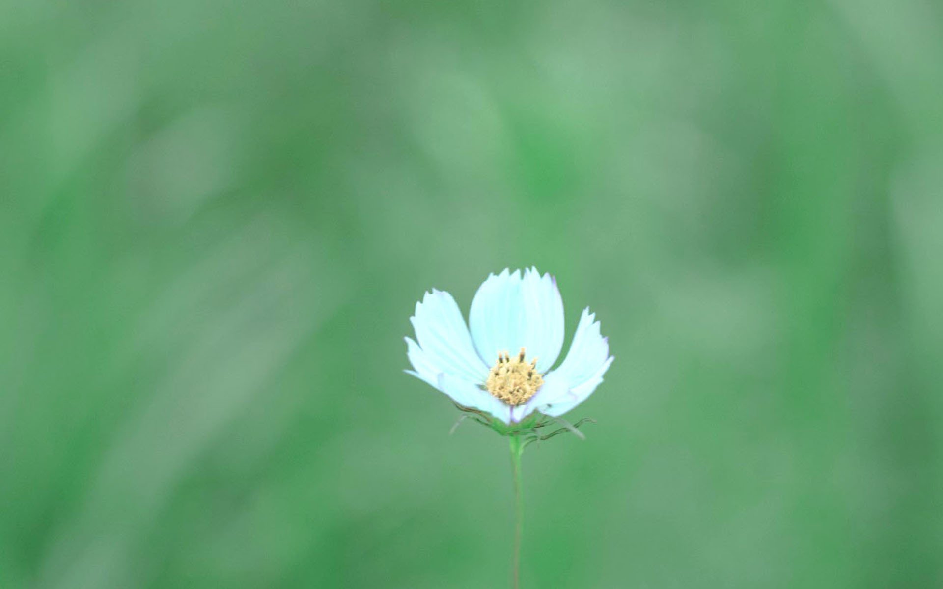 护眼壁纸,清新,唯美,花卉