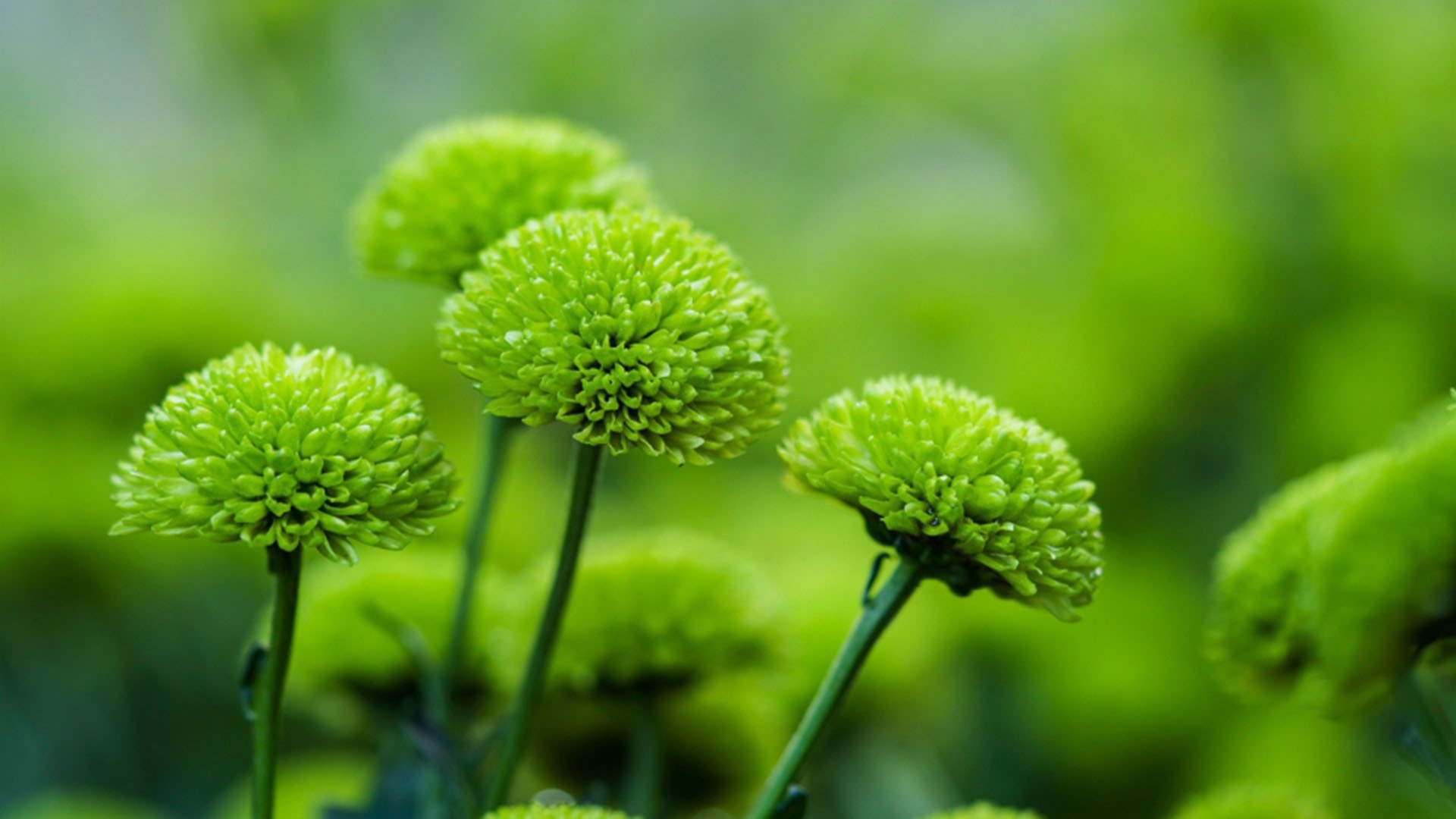 护眼壁纸,绿色,护眼,花卉