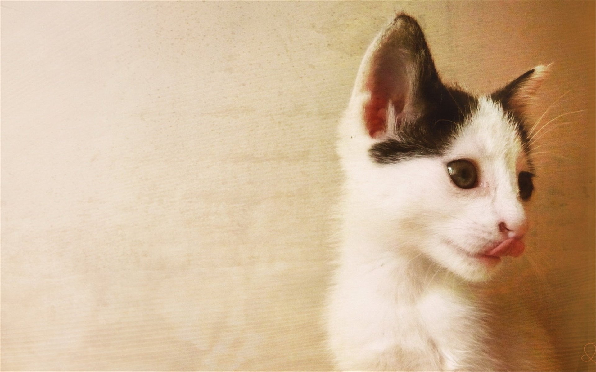 喵星人,萌宠小喵咪,呆萌