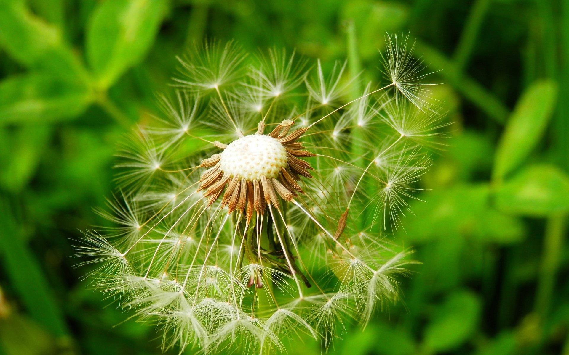 护眼壁纸,绿色,护眼,植物,蒲公英