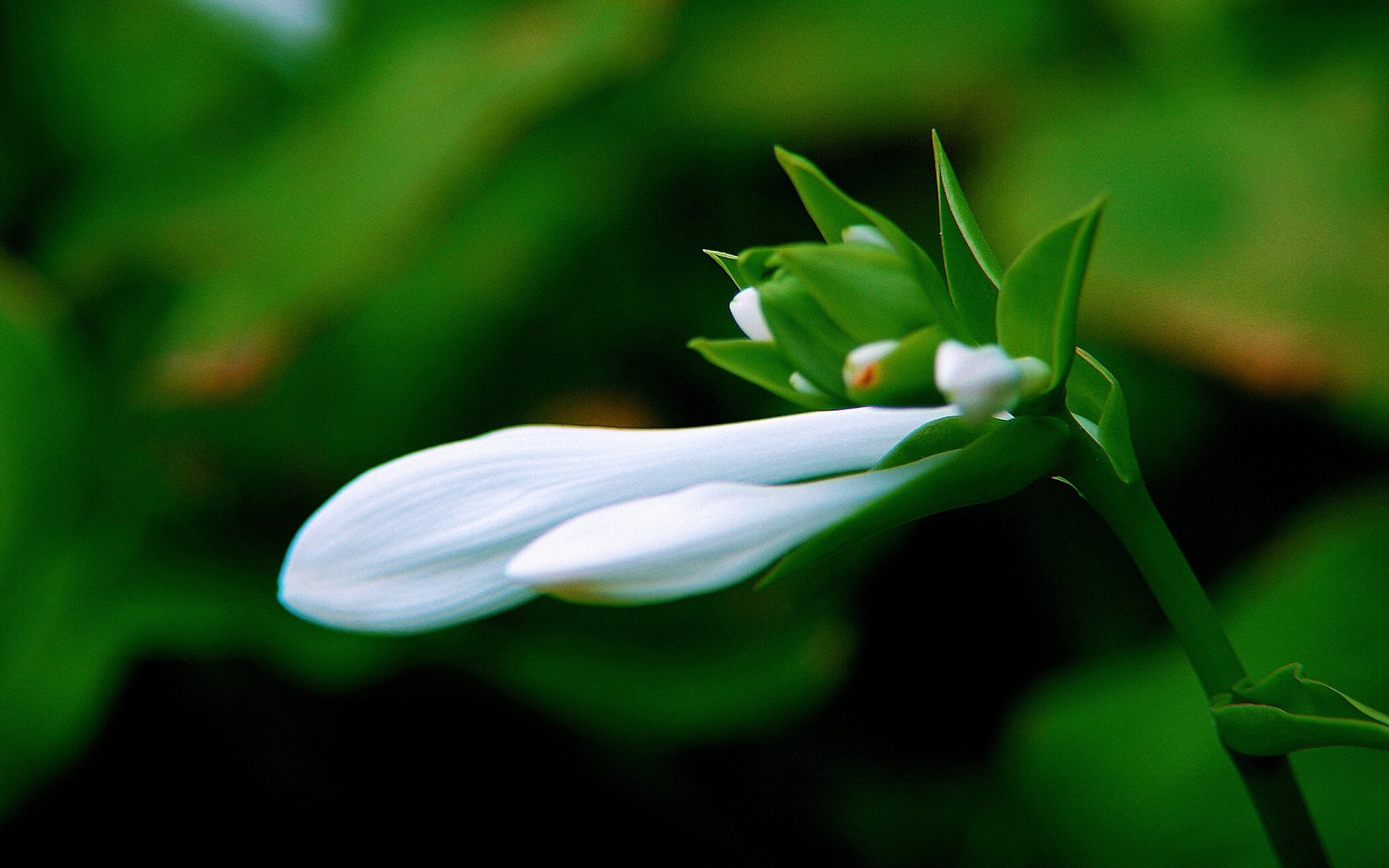 护眼壁纸,绿色,护眼,花卉