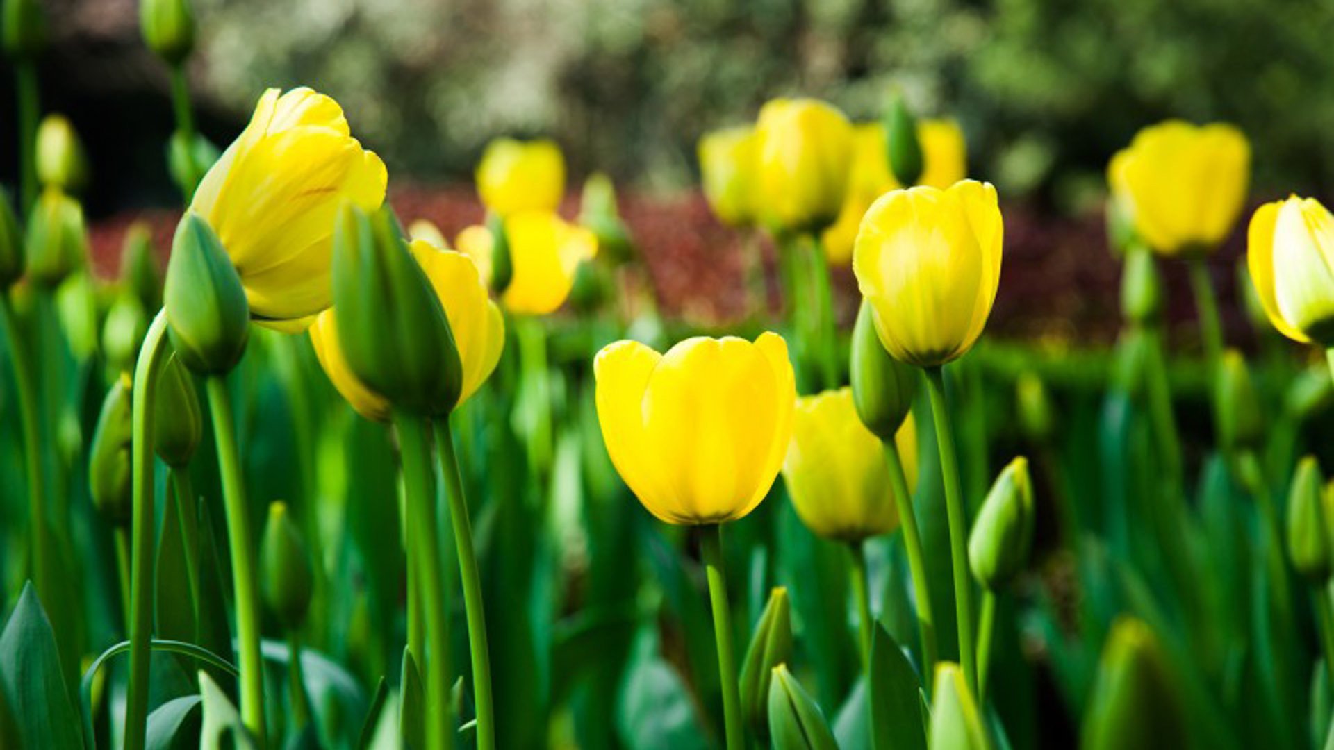 舒缓压力,娇艳的郁金香