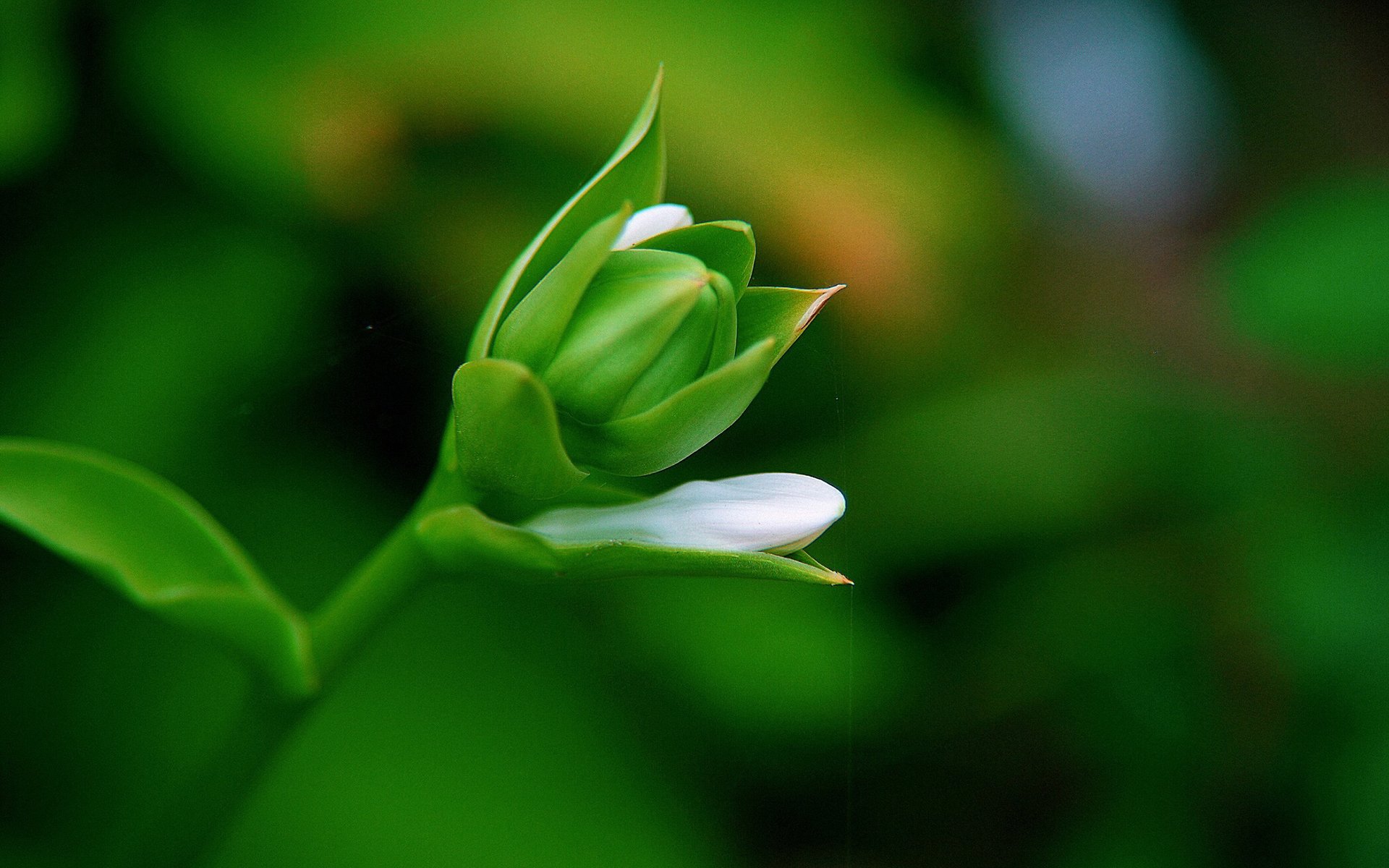 护眼壁纸,绿色,护眼,花卉