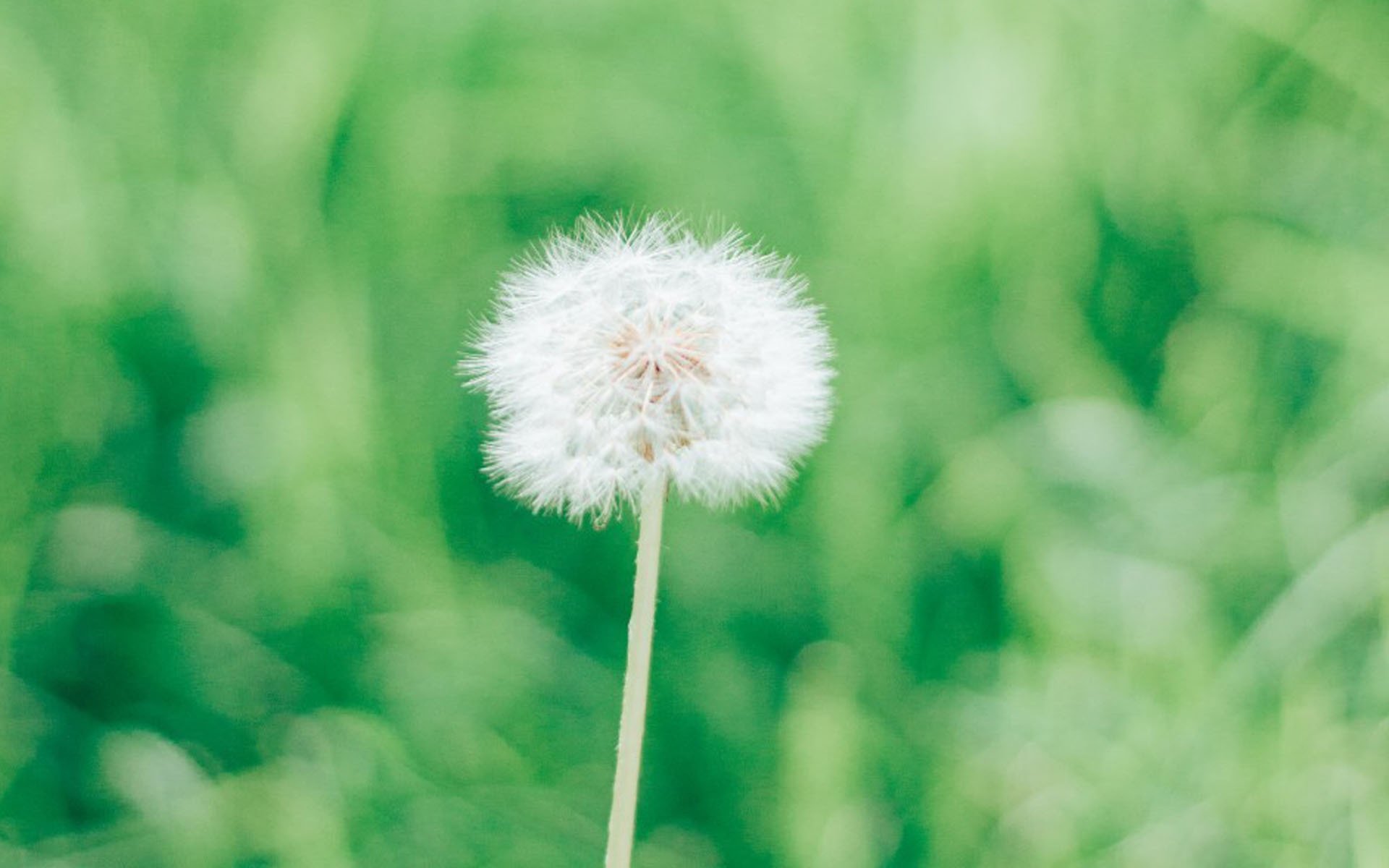 护眼壁纸,绿色,护眼,花卉