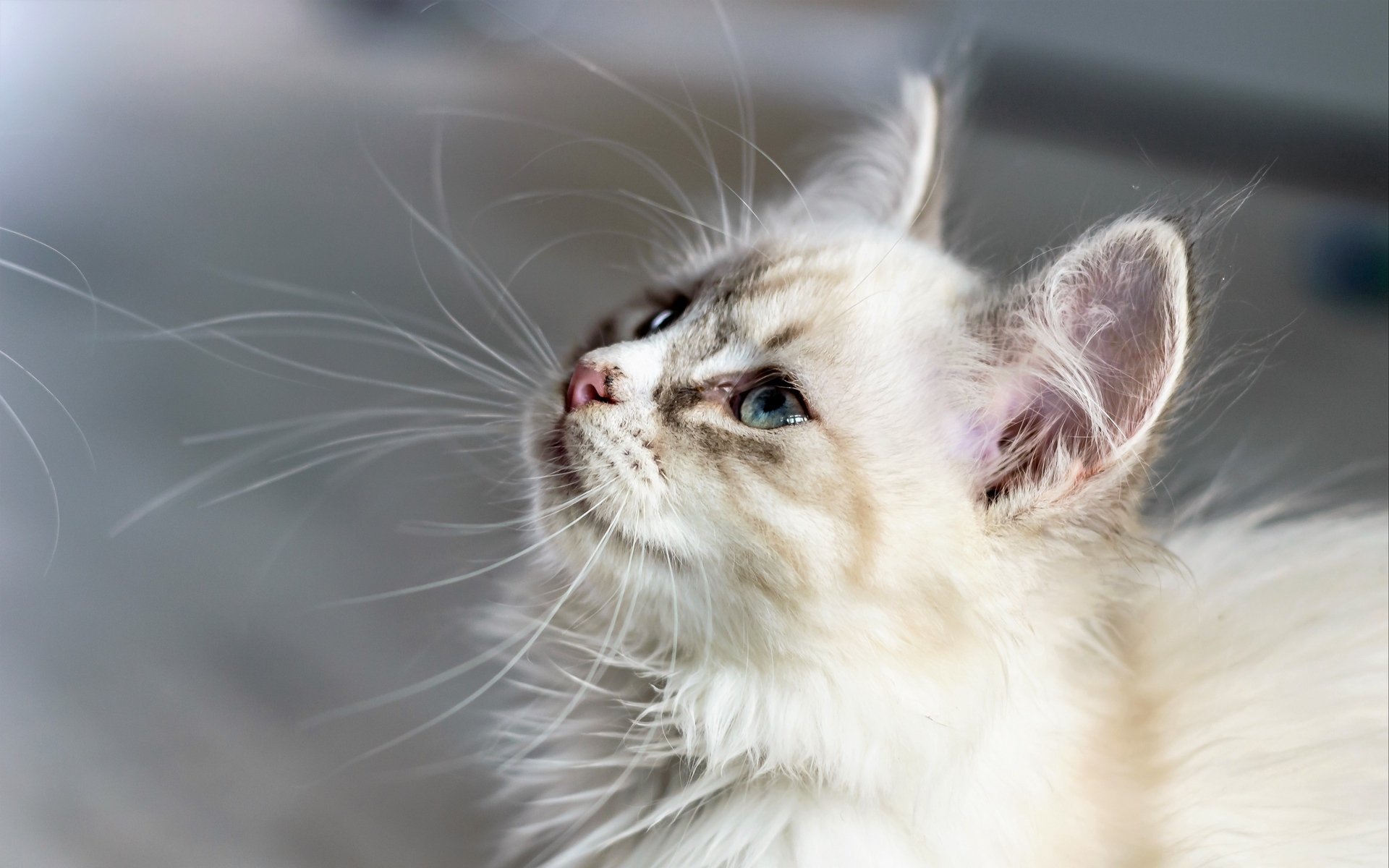 喵星人,萌宠小喵咪,呆萌