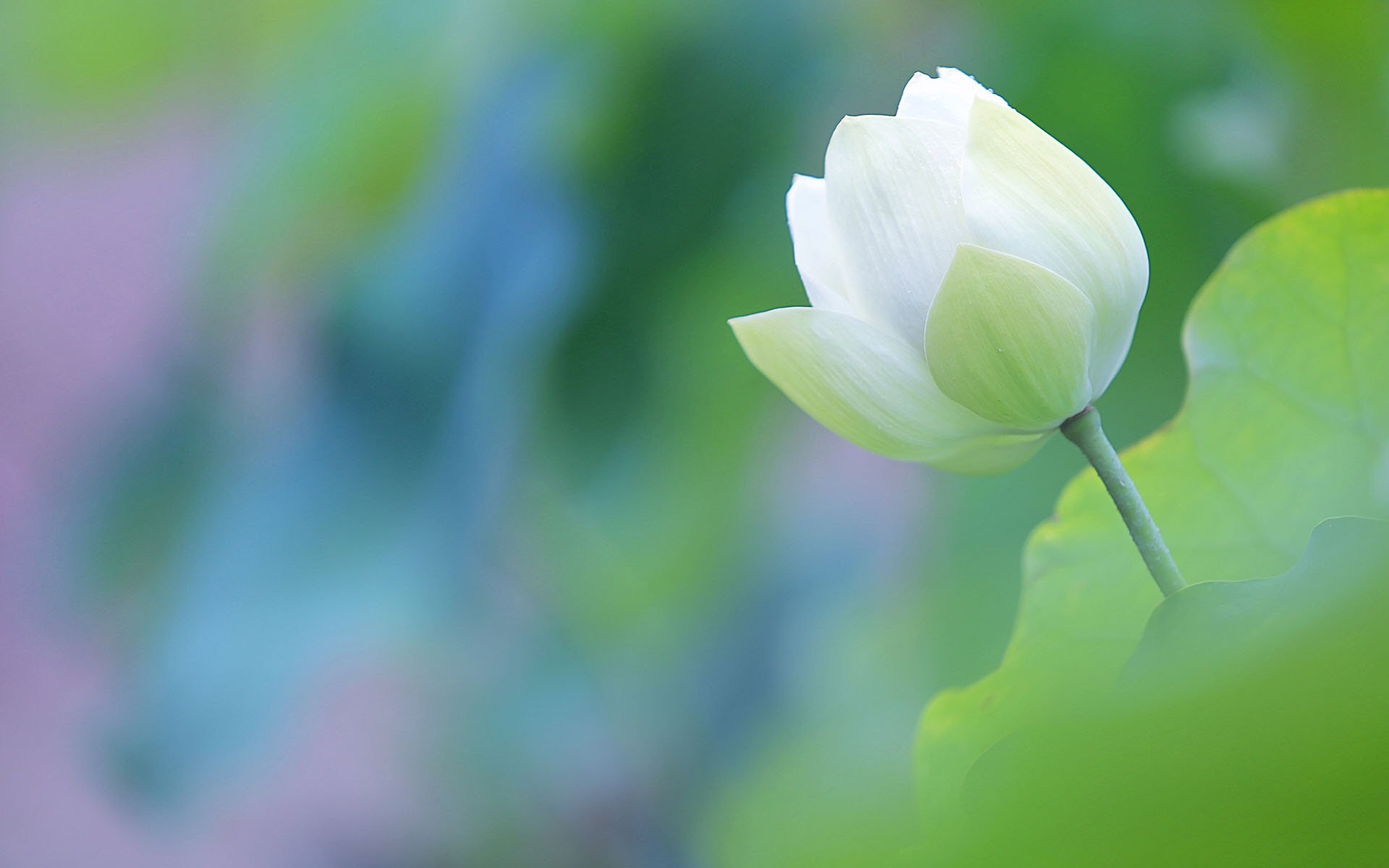 舒缓压力,绿色清新养眼莲花