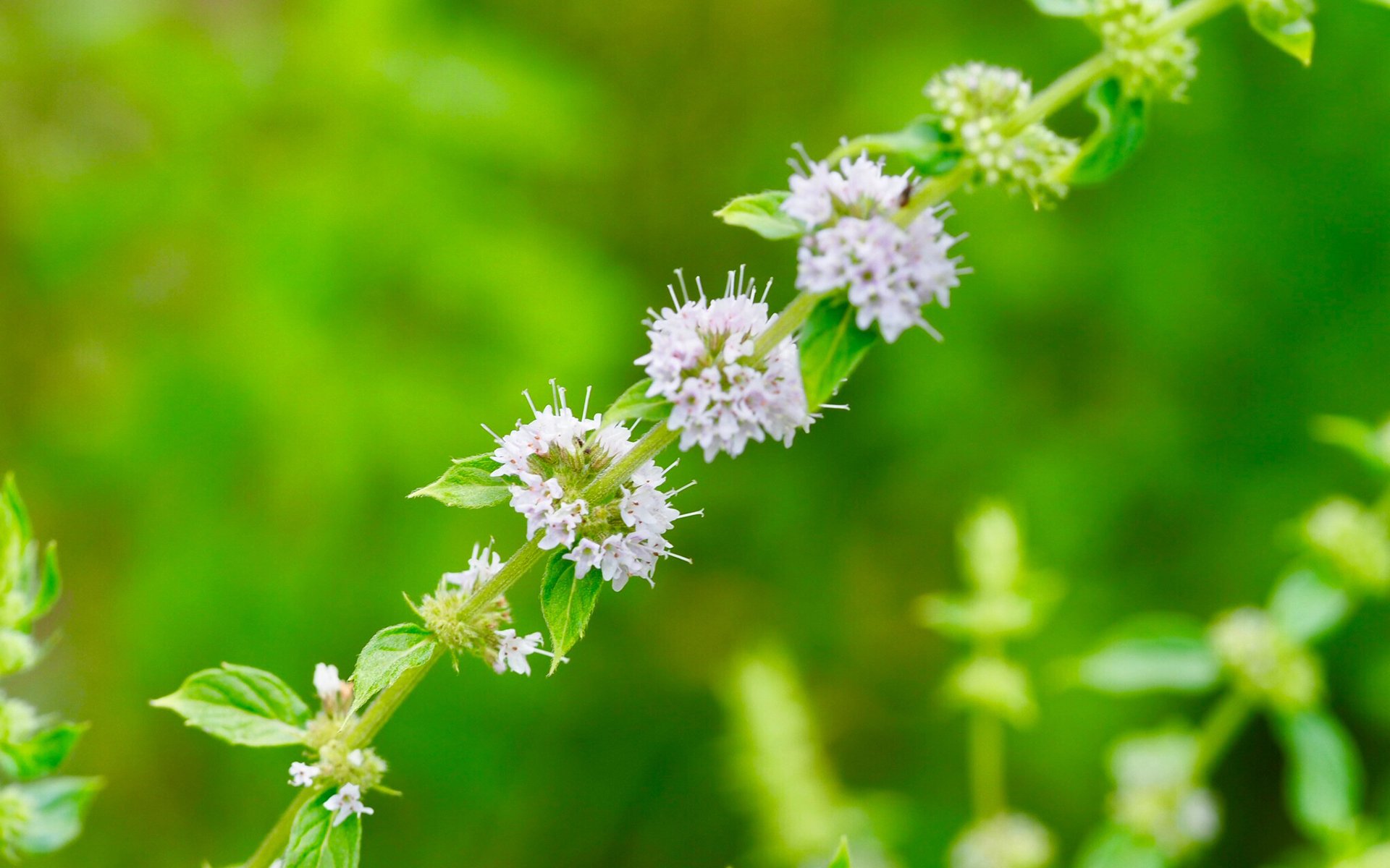 护眼壁纸,绿色,护眼,花卉,薄荷
