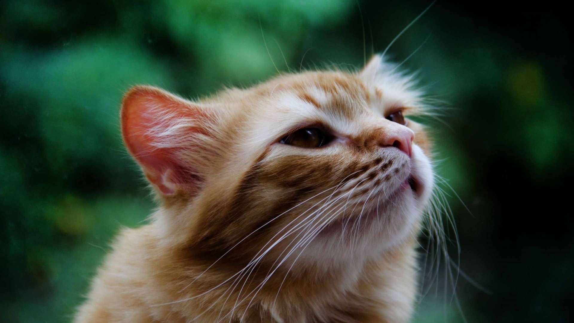 喵星人,萌宠小喵咪