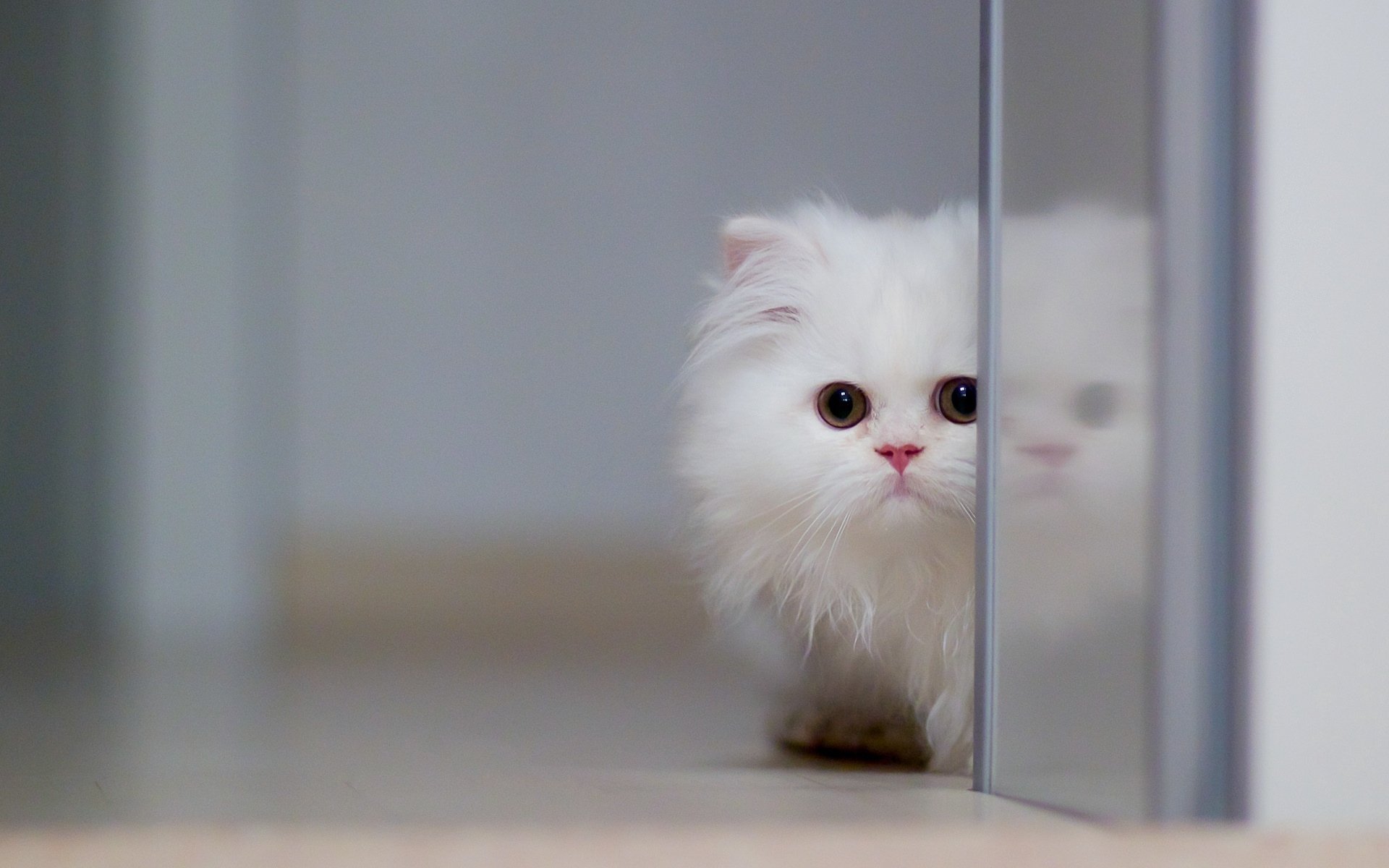 喵星人,萌宠小喵咪,呆萌