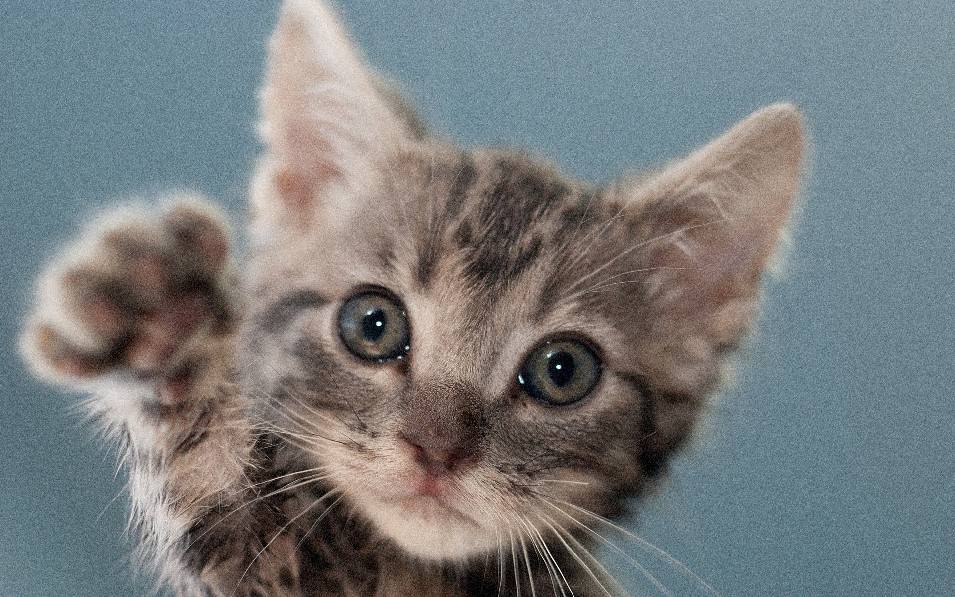 喵星人,萌宠小喵咪,挥手,可爱