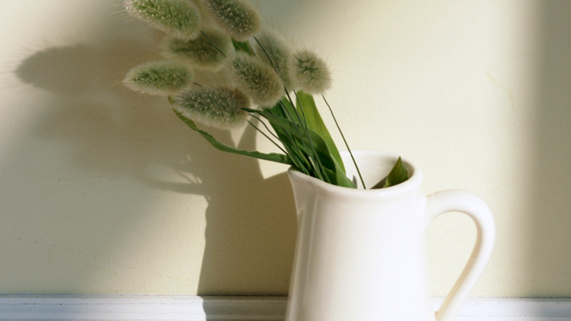 静物写真,简洁,绿色,植物,养眼