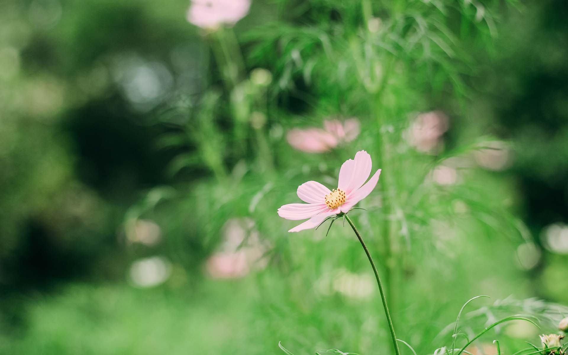 护眼壁纸,绿色,护眼,花卉,植物