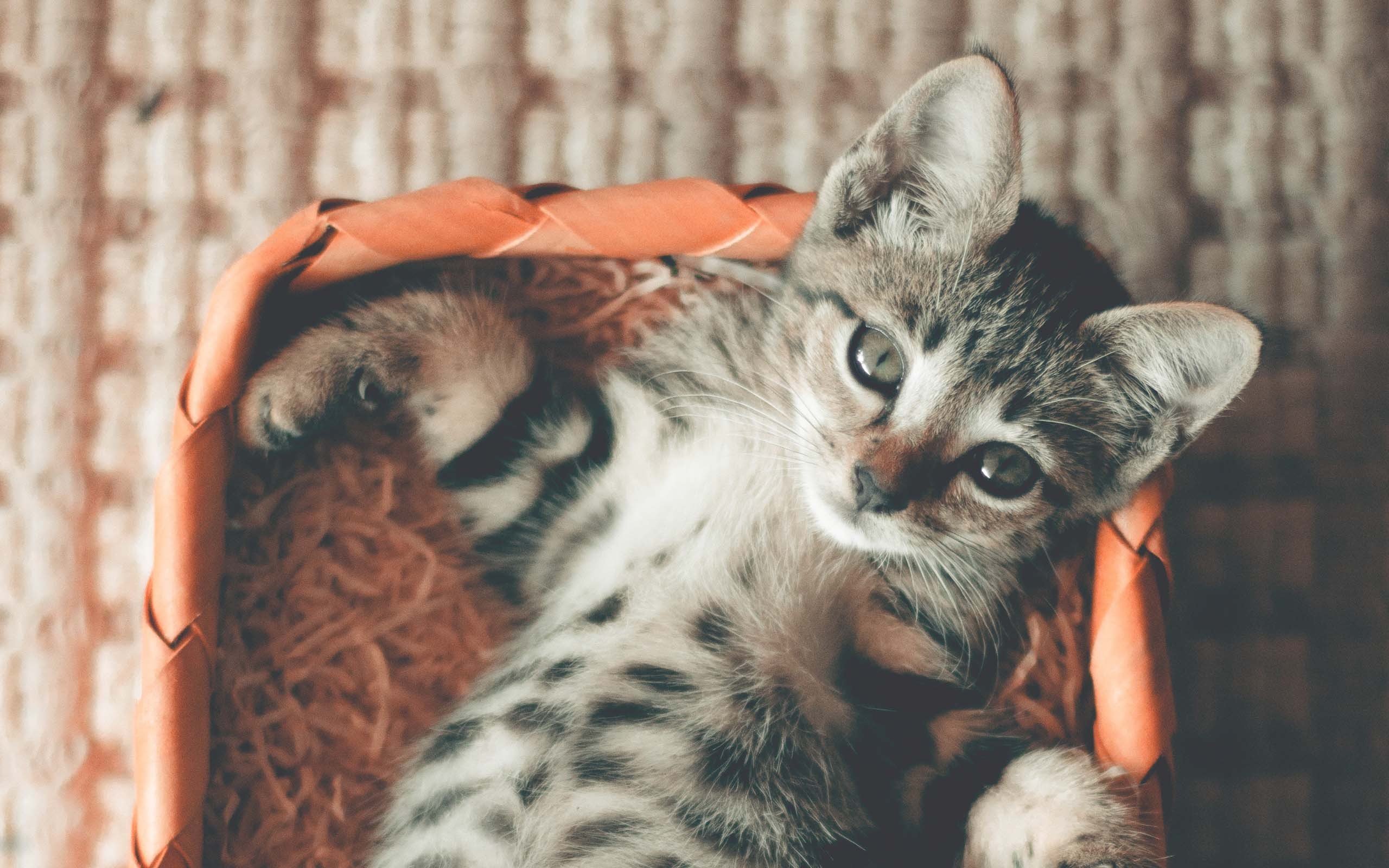 喵星人,萌宠小喵咪,呆萌