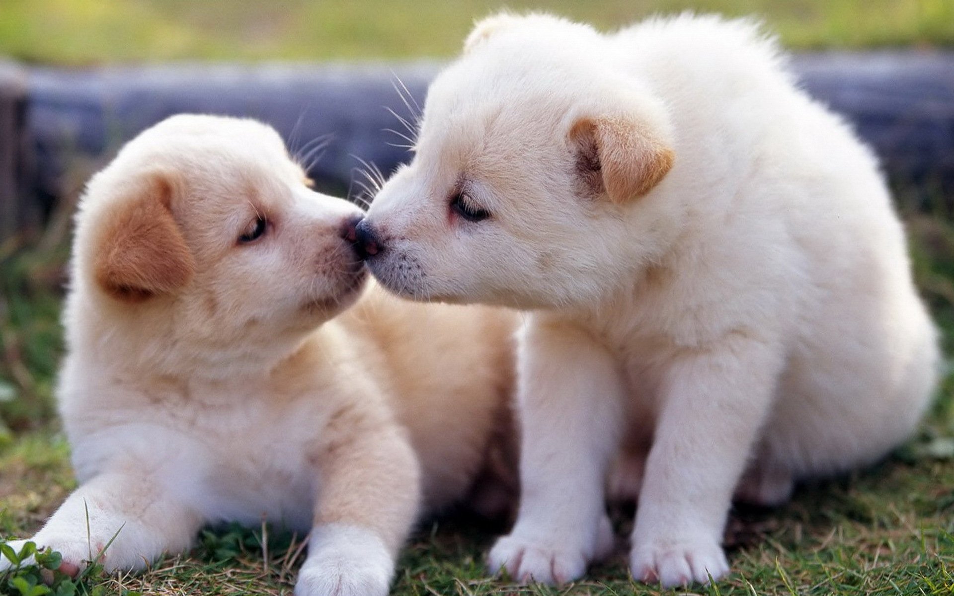 汪星人,安静的小狗,可爱,呆萌