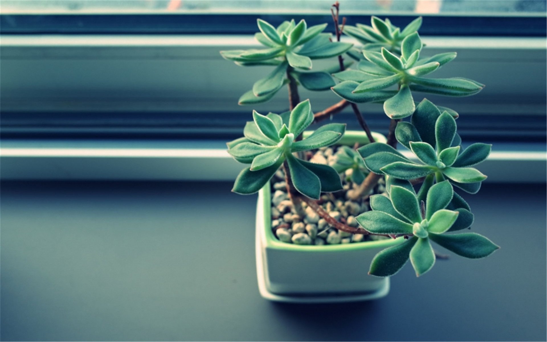 静物写真,简洁,盆栽,绿色,植物,养眼