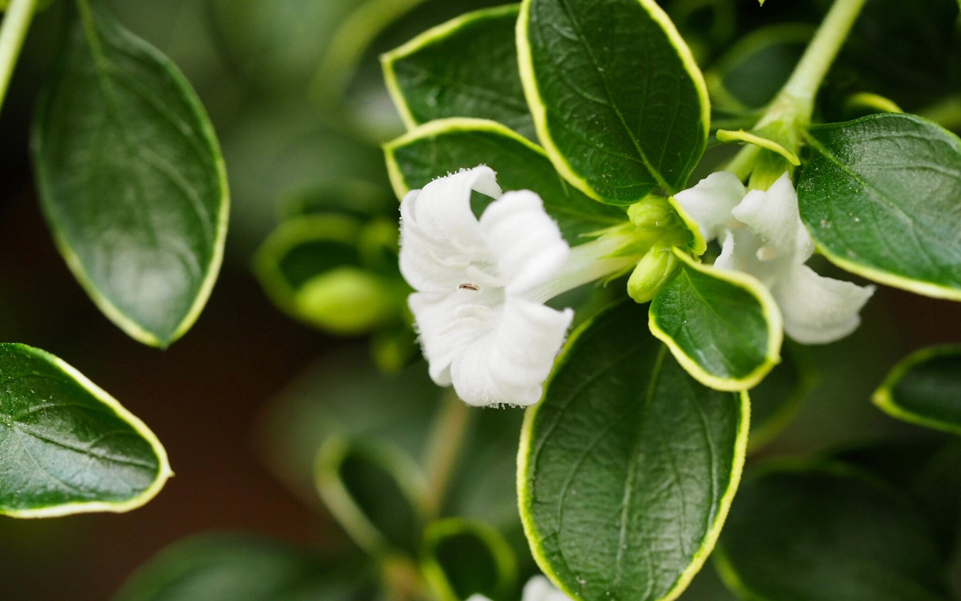 护眼壁纸,小清新,植物,素花,白色