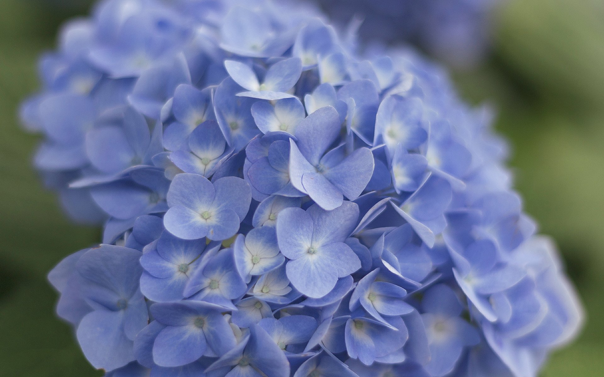 护眼壁纸,绿色,护眼,植物,花卉,绣球花