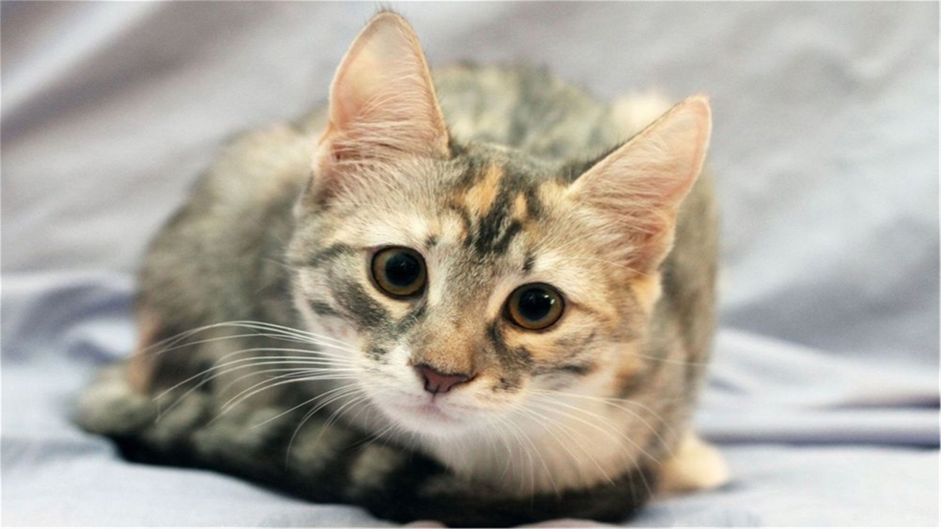 喵星人,萌宠小喵咪,呆萌