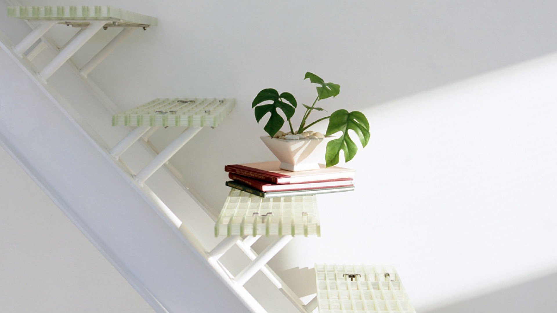 静物写真,简洁,绿色,植物,养眼