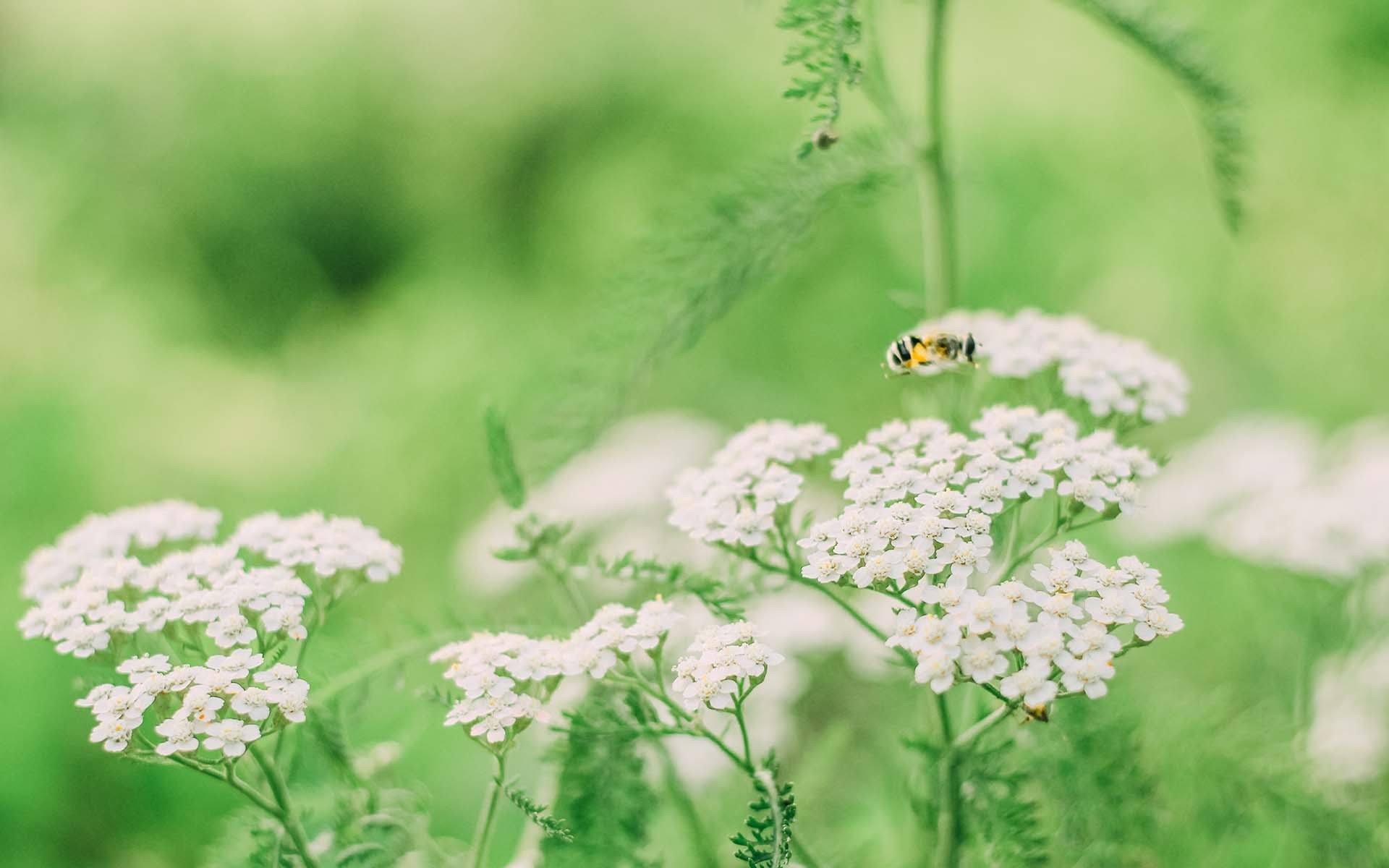 护眼壁纸,绿色,护眼,植物,花卉