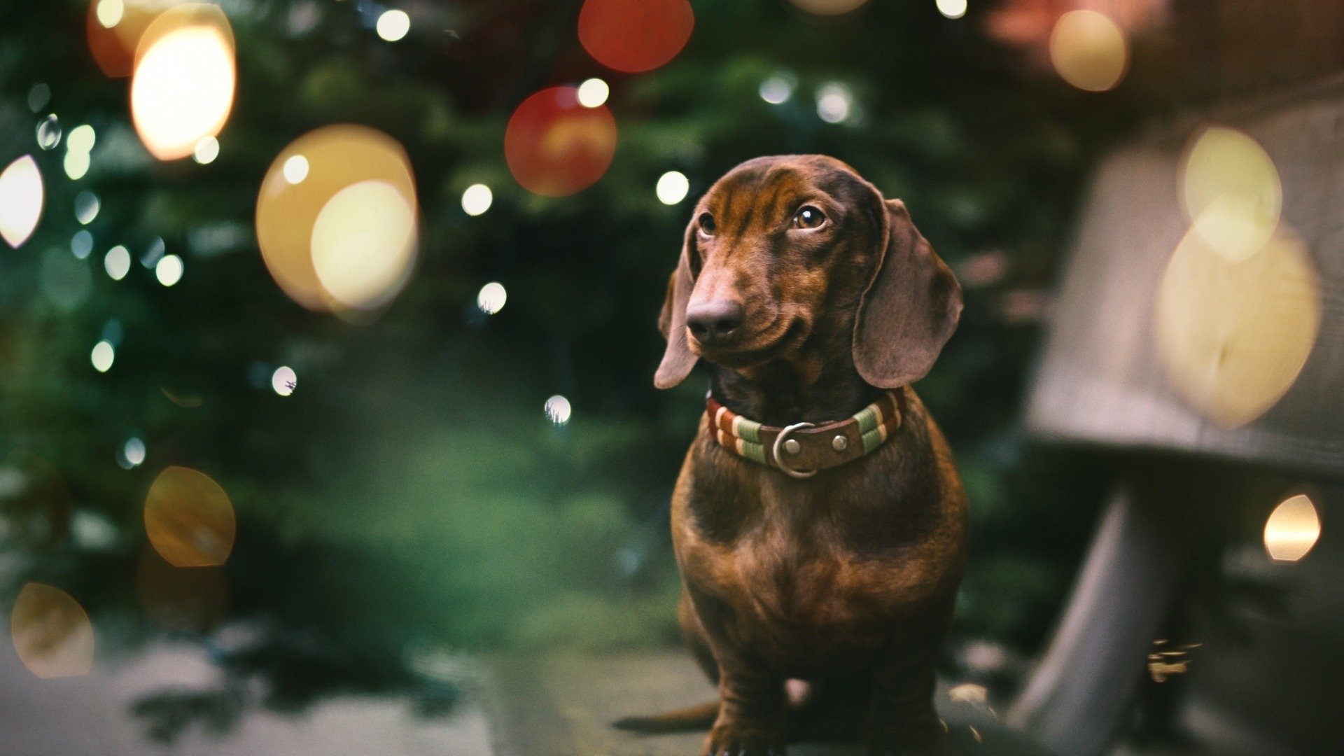 汪星人,腊肠狗,可爱