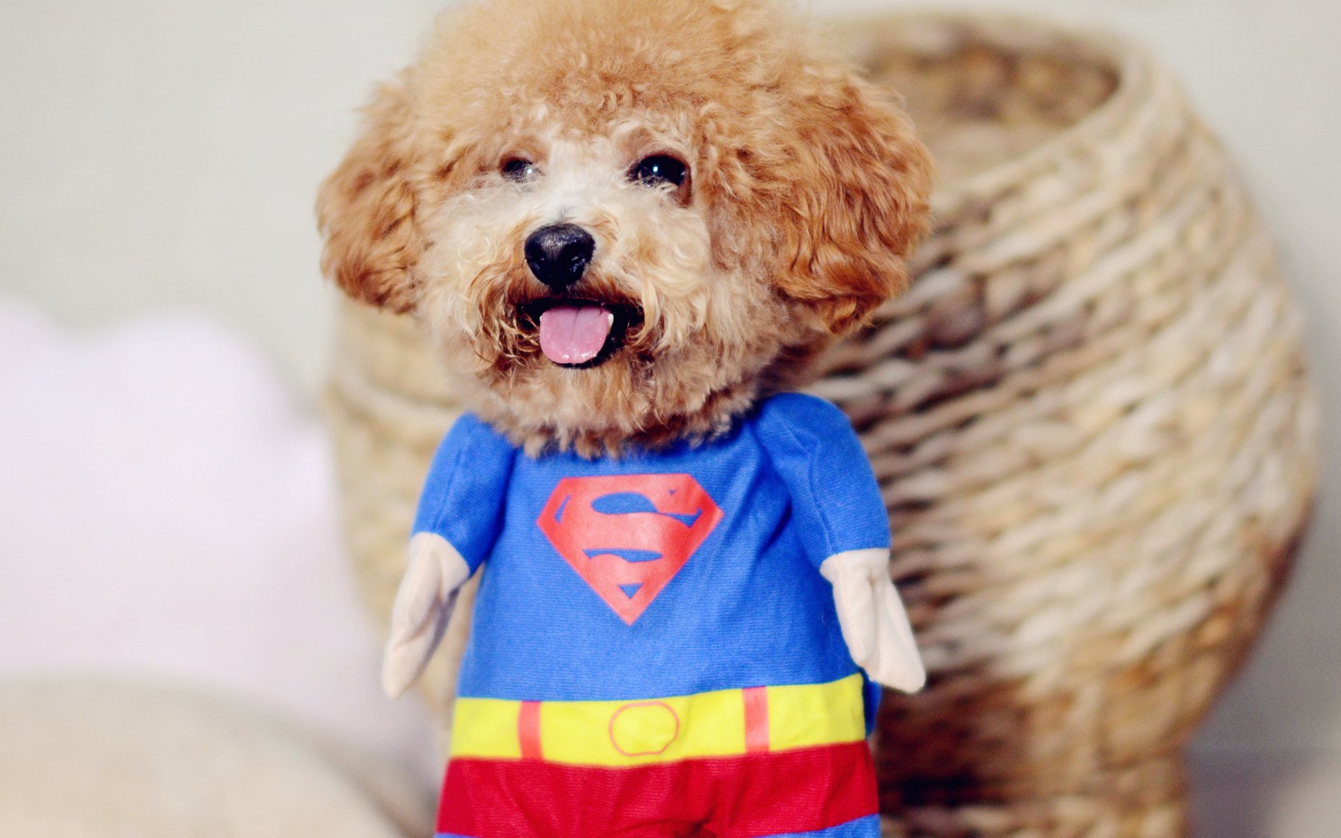 汪星人,可爱萌宠小狗,搞笑,呆萌,泰迪