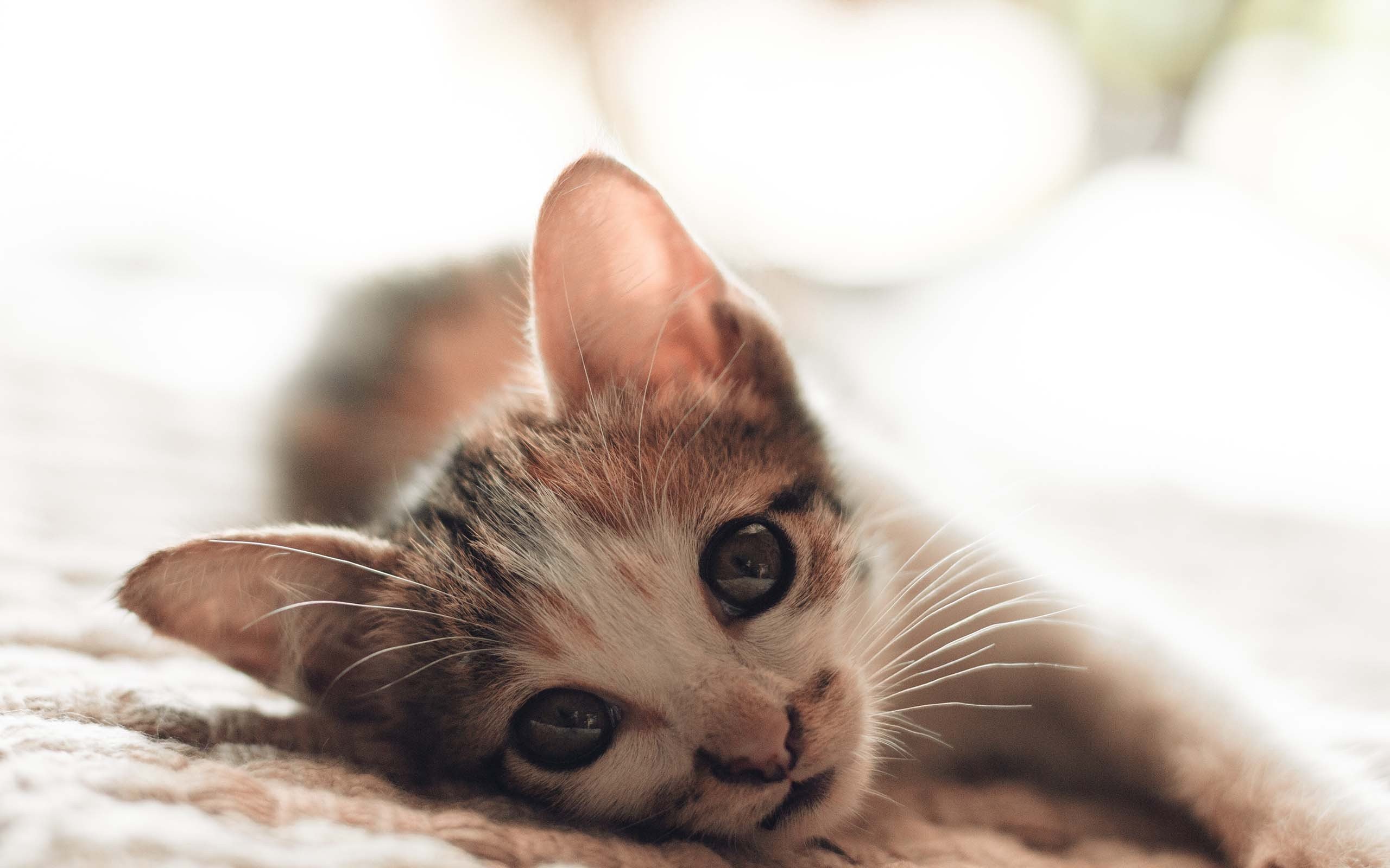 喵星人,萌宠小喵咪,呆萌