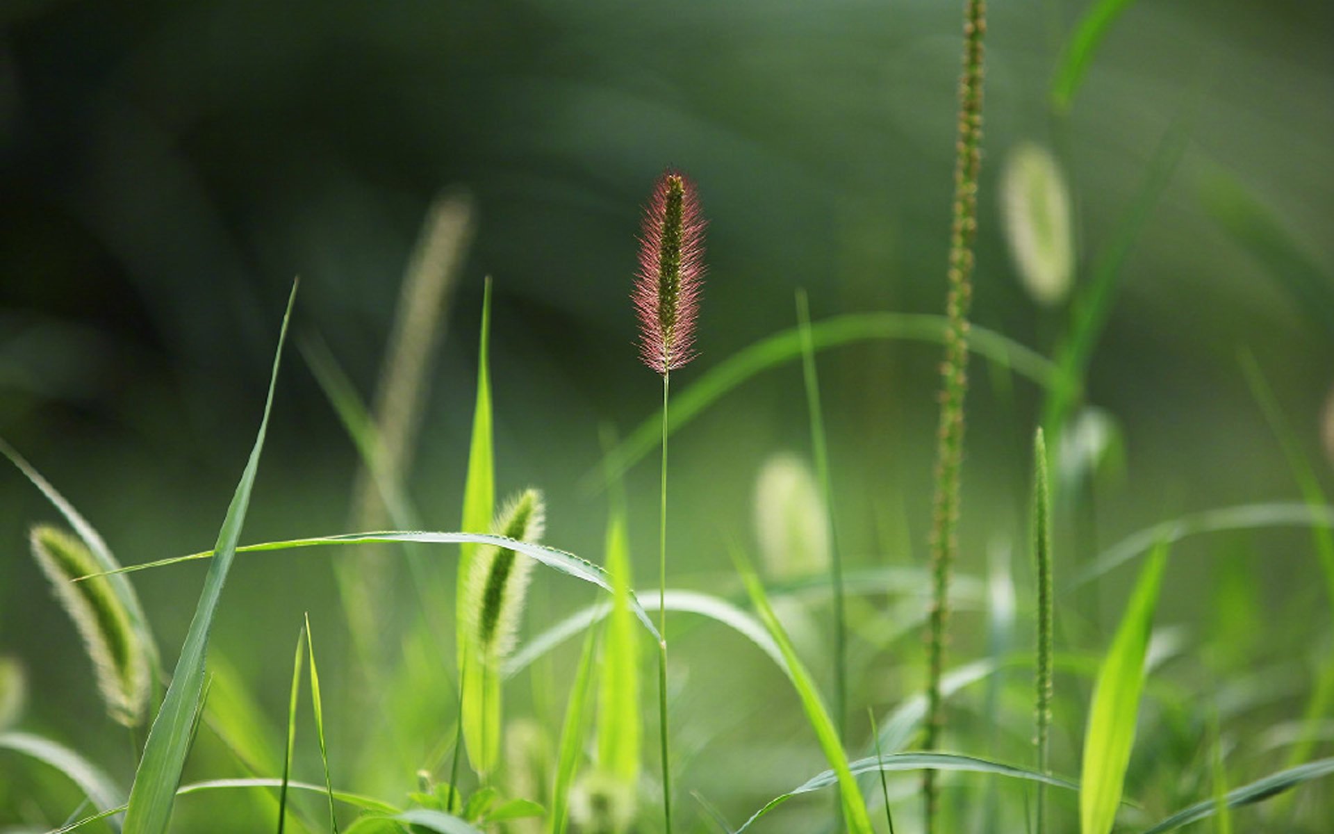 护眼壁纸,绿色,护眼,高清,植物,狗尾巴草