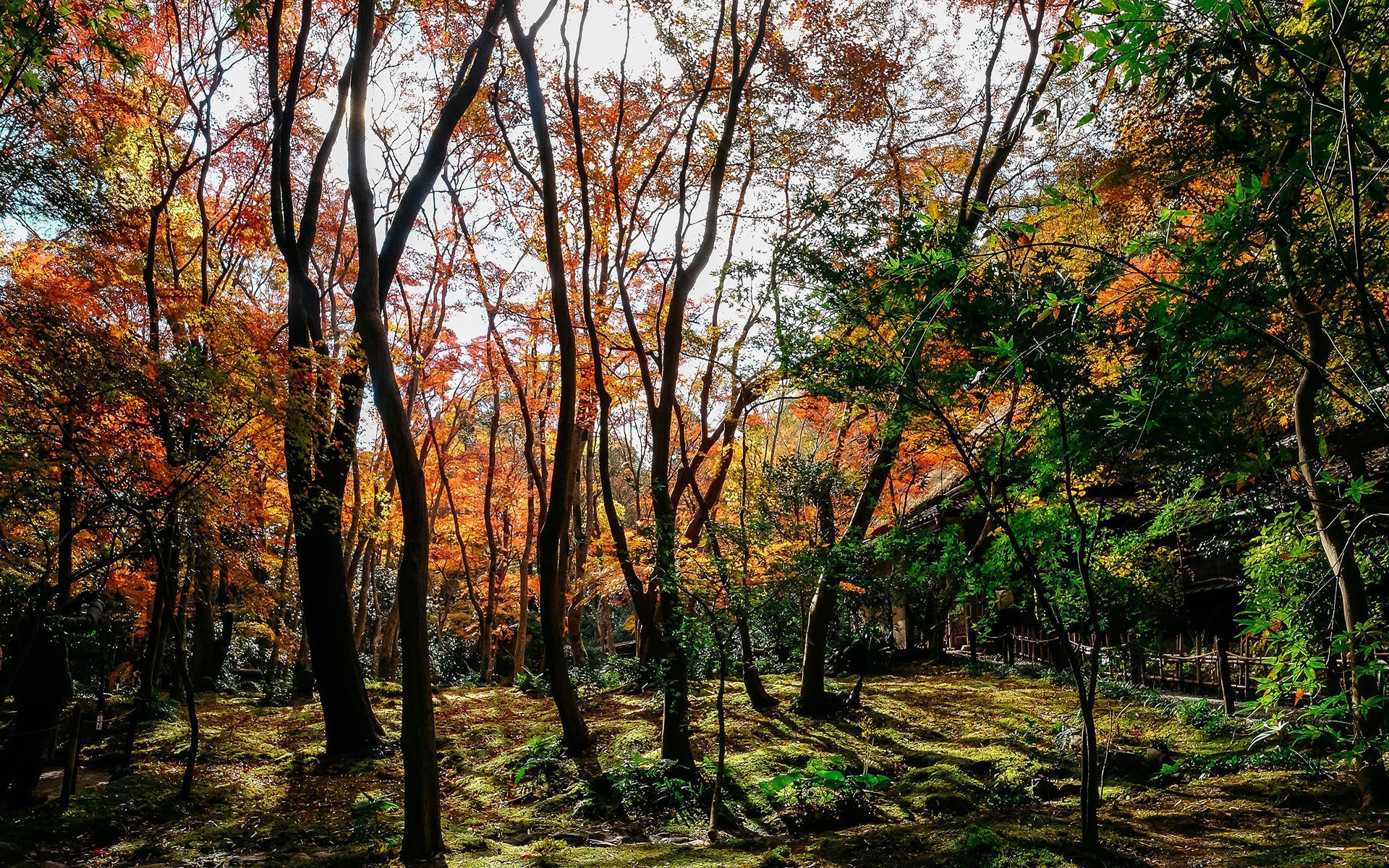 秋意正浓,日本秋天,风景,秋色怡人