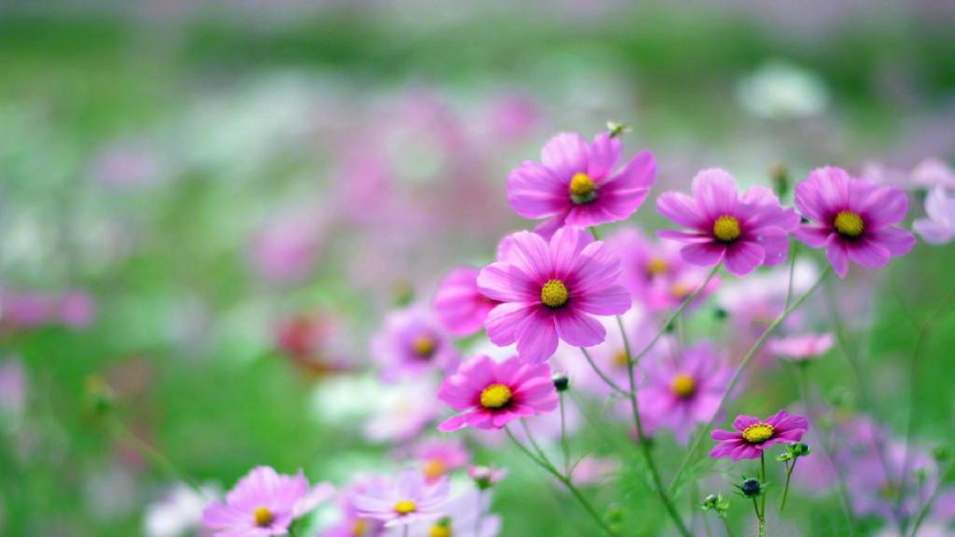 护眼壁纸,绿色,护眼,植物,花卉