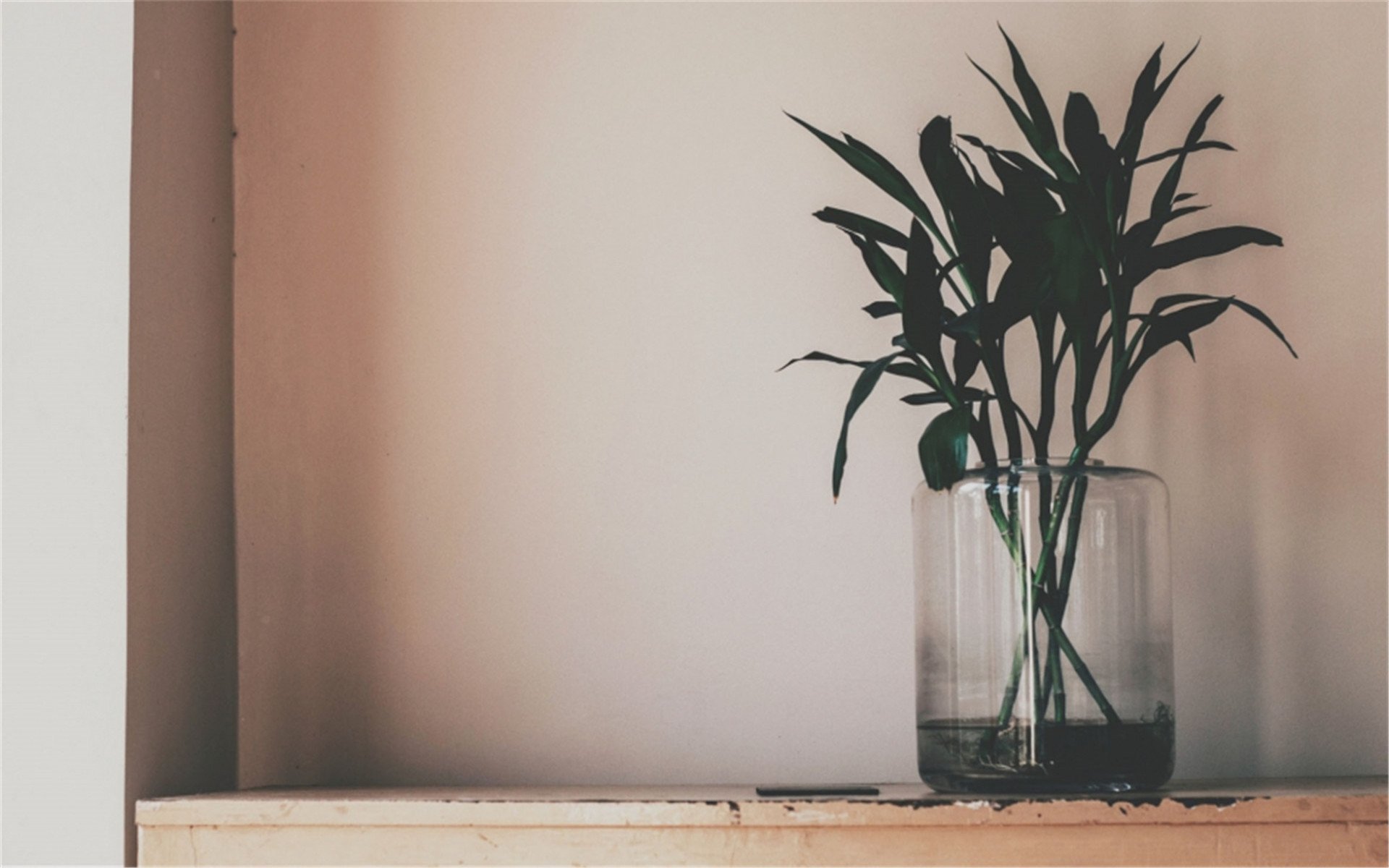 静物写真,简洁,绿色,植物,养眼