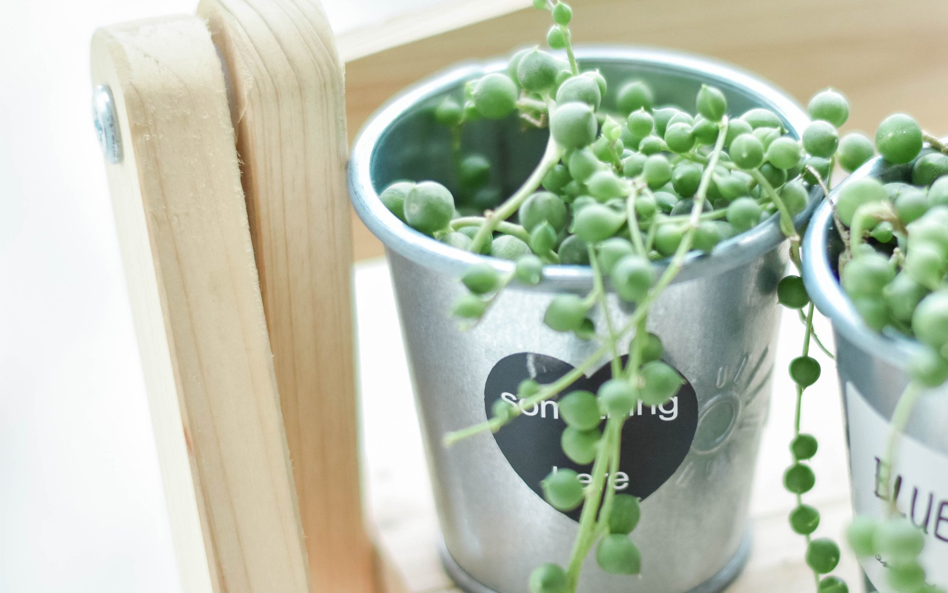 静物写真,简洁,盆栽,绿色,植物,养眼