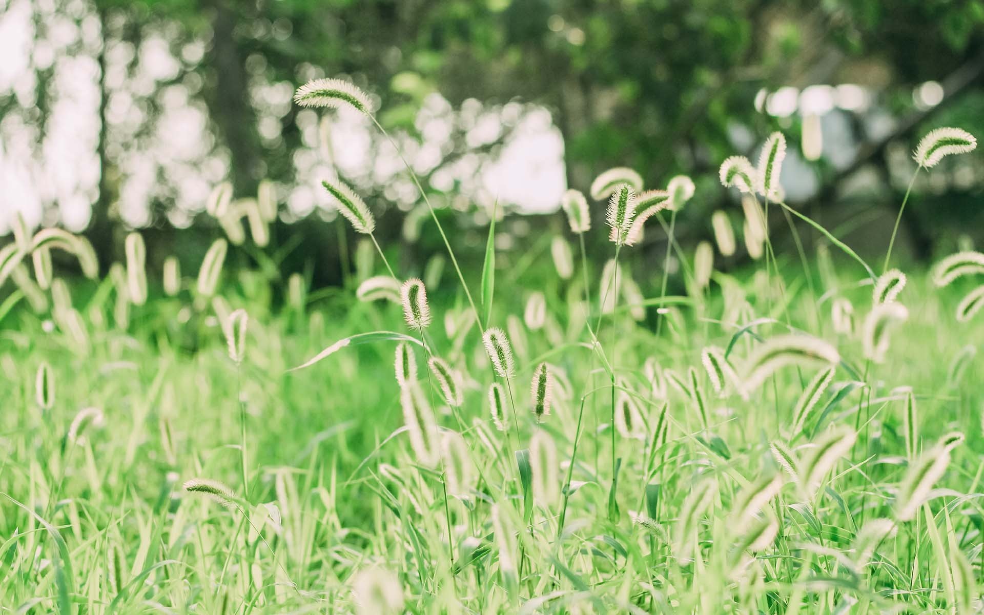护眼壁纸,绿色,护眼,树叶,植物