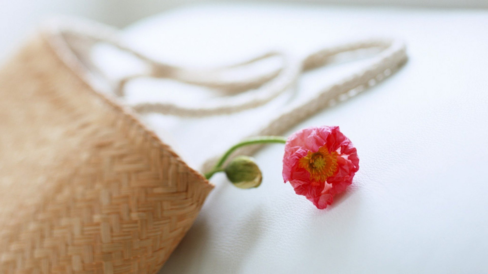 静物写真,简洁,绿色,植物,养眼