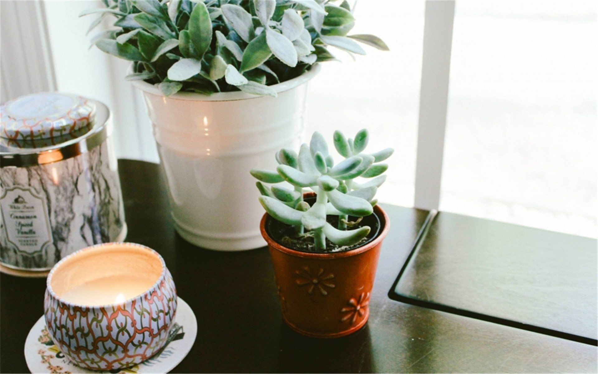 静物写真,简洁,盆栽,绿色,植物,养眼