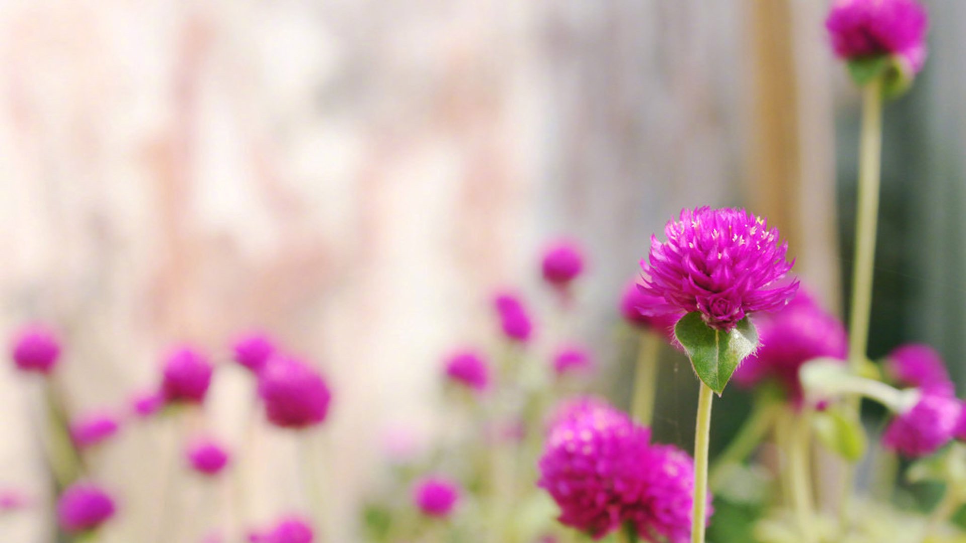 护眼壁纸,绿色,护眼,植物,花卉