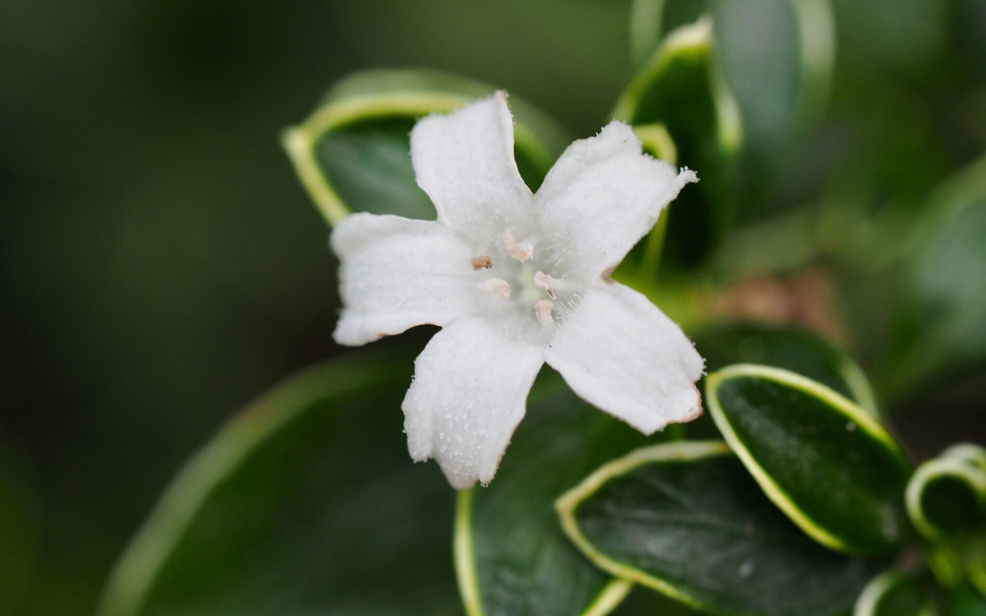 护眼壁纸,小清新,植物,素花,白色