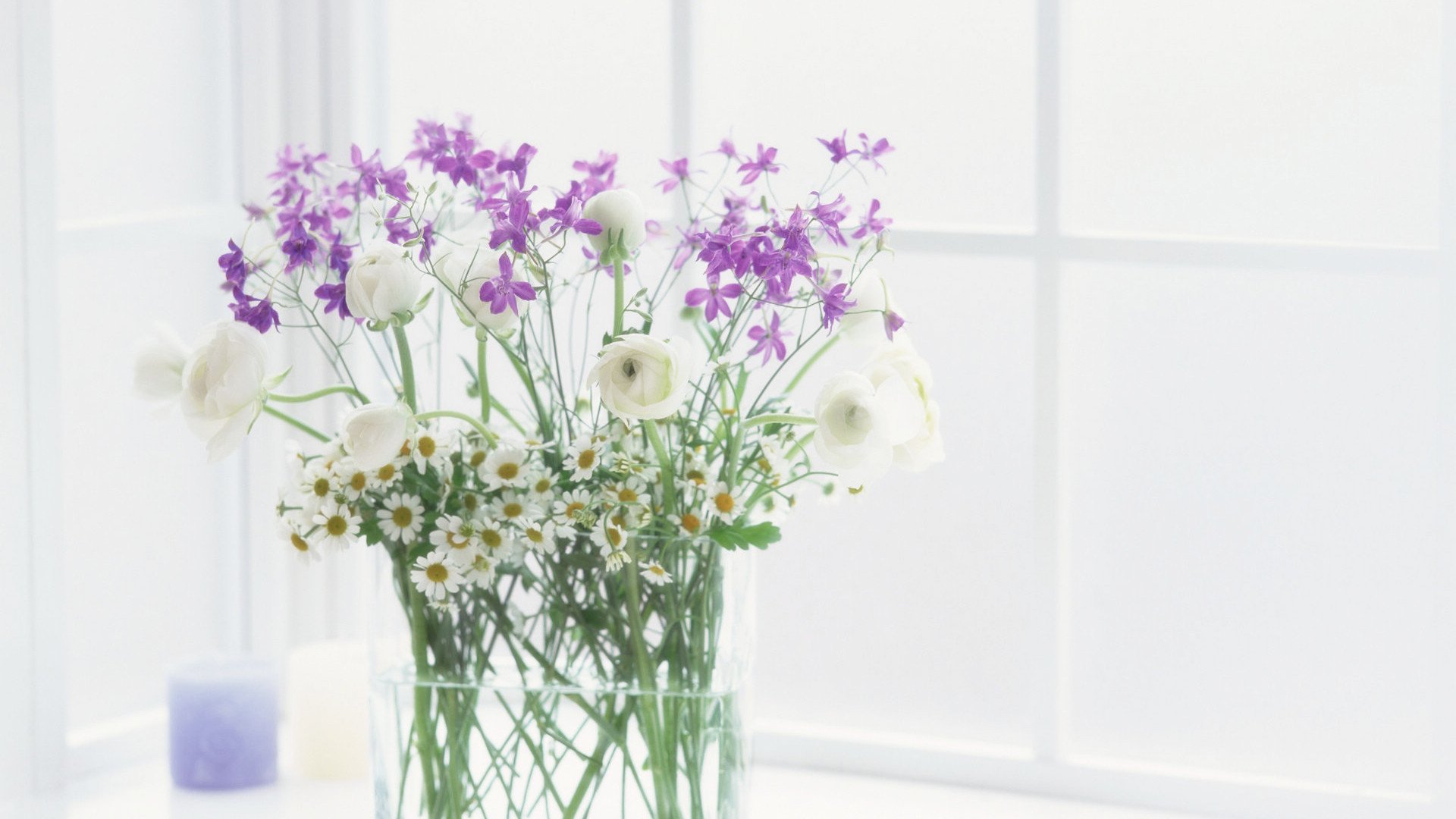 静物写真,简洁,盆栽,绿色,植物,养眼