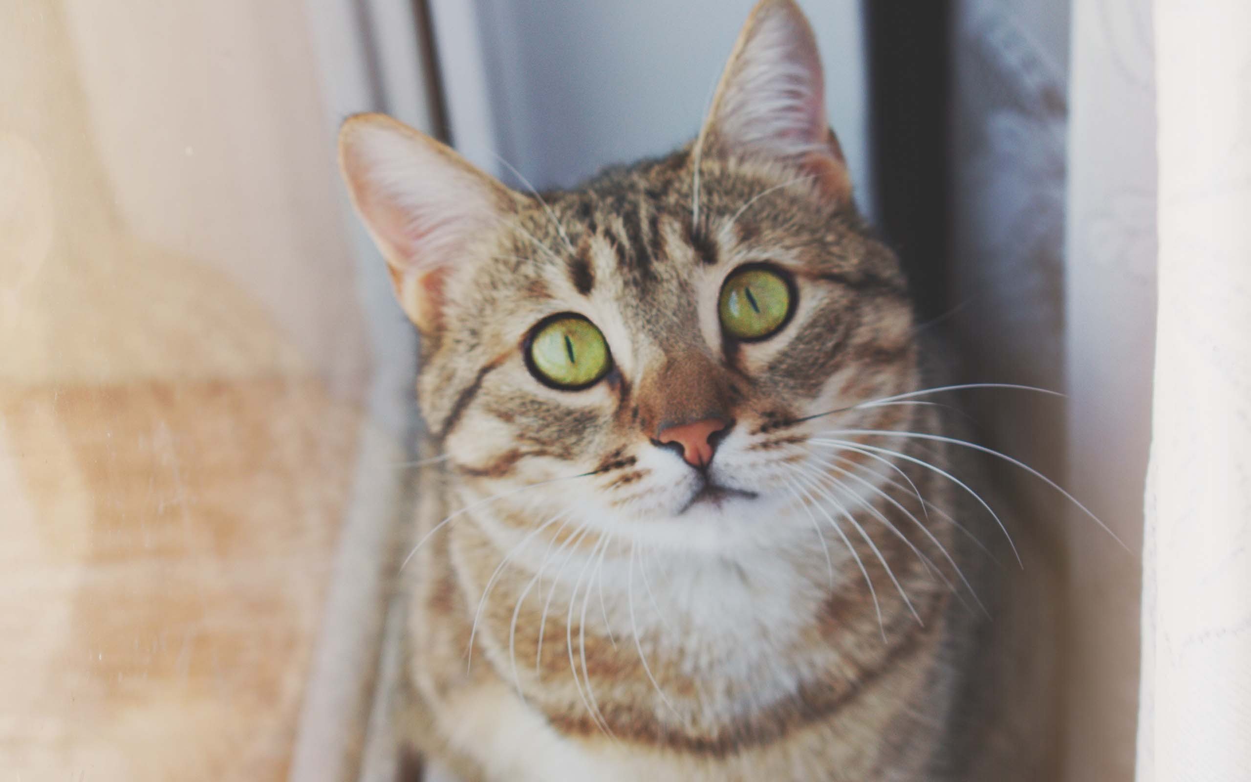 喵星人,萌宠小喵咪,呆萌