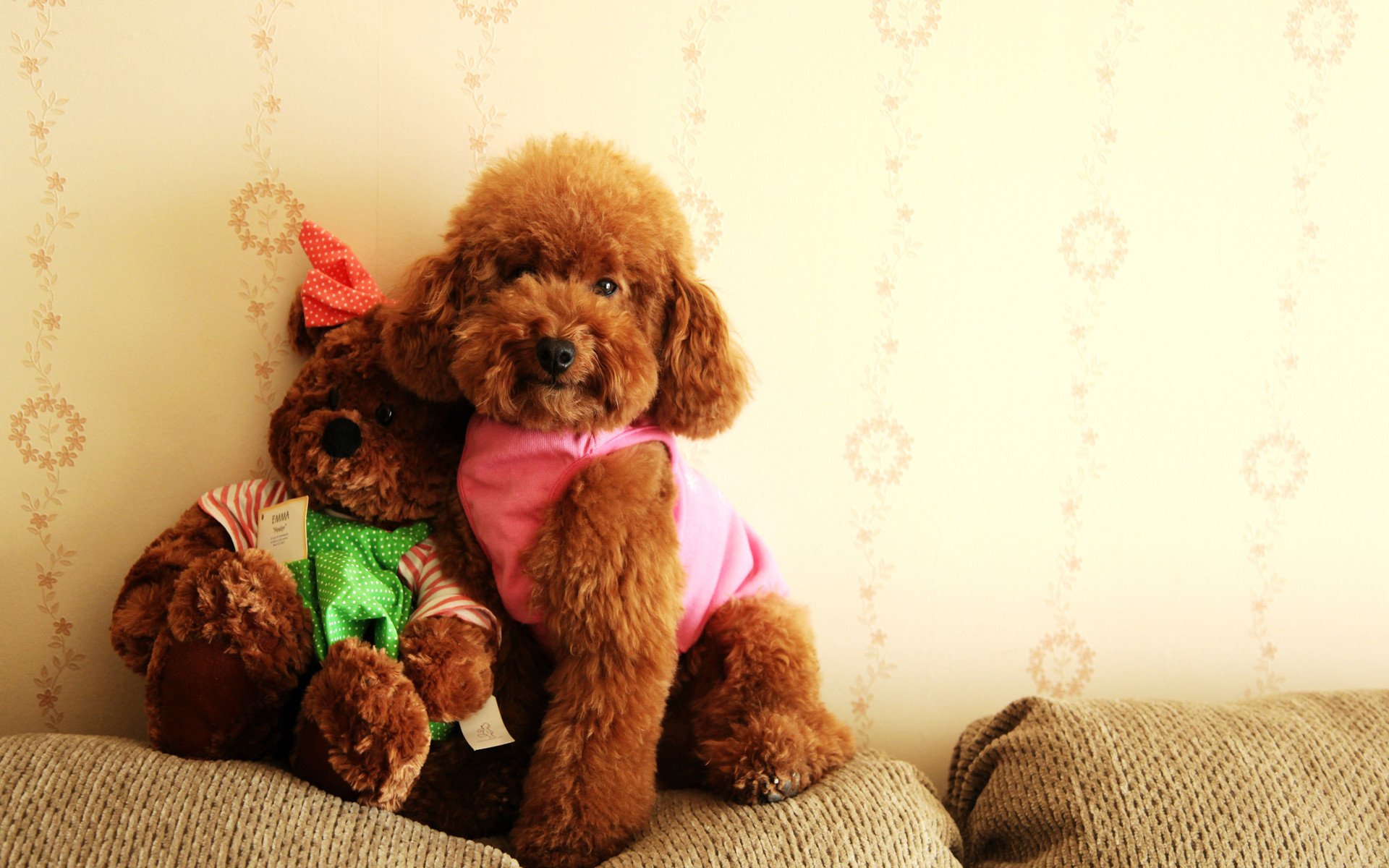 汪星人,可爱萌宠小狗,泰迪