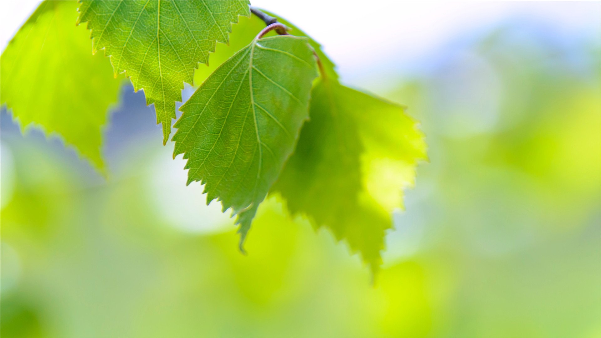 护眼壁纸,绿色,护眼,树叶,植物