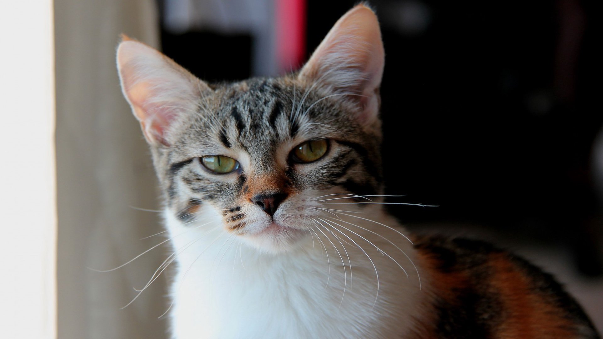 喵星人,萌宠小喵咪,呆萌