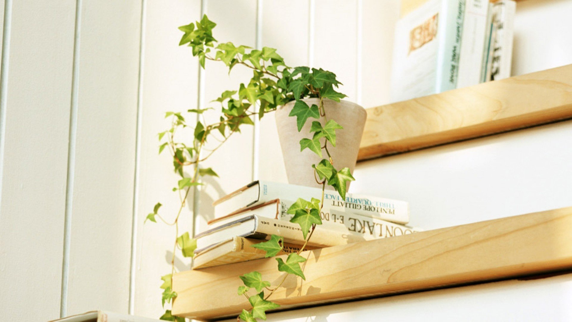 静物写真,简洁,绿色,植物,养眼