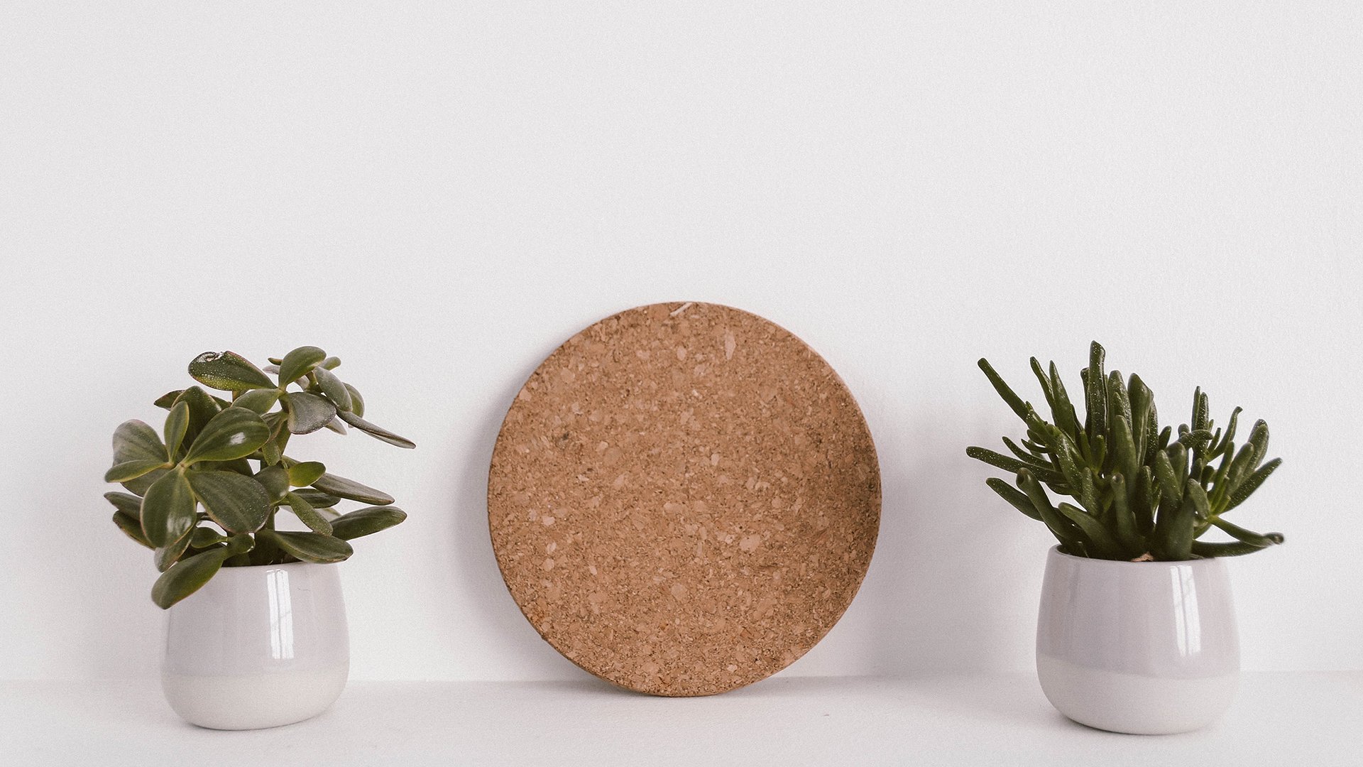 静物写真,简洁,盆栽,绿色,植物,养眼