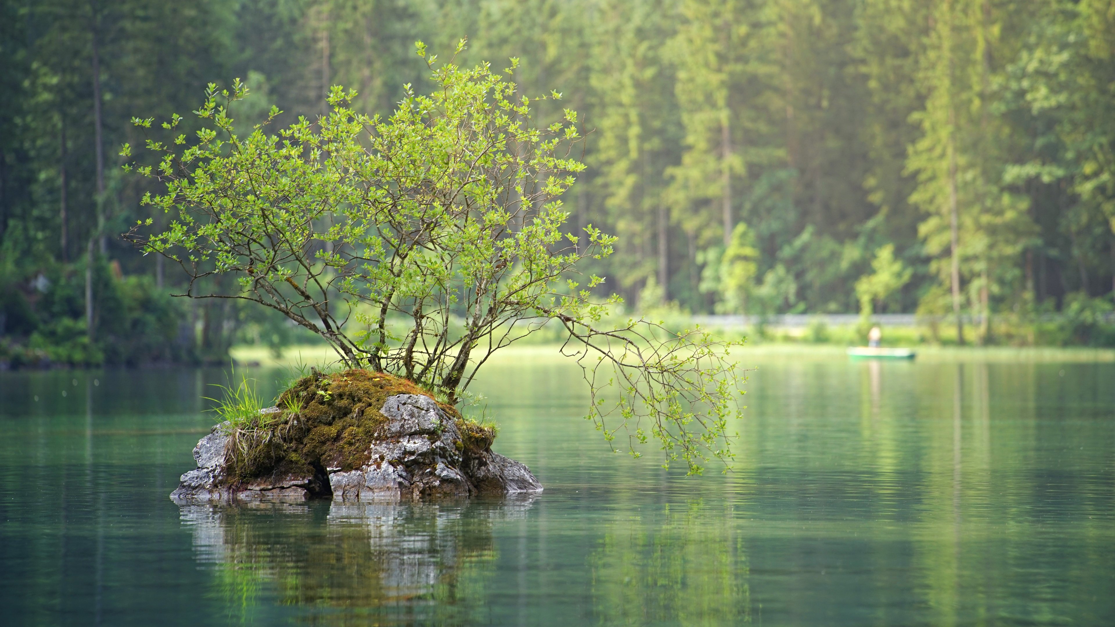 岩石岛,海边,大树,湖面