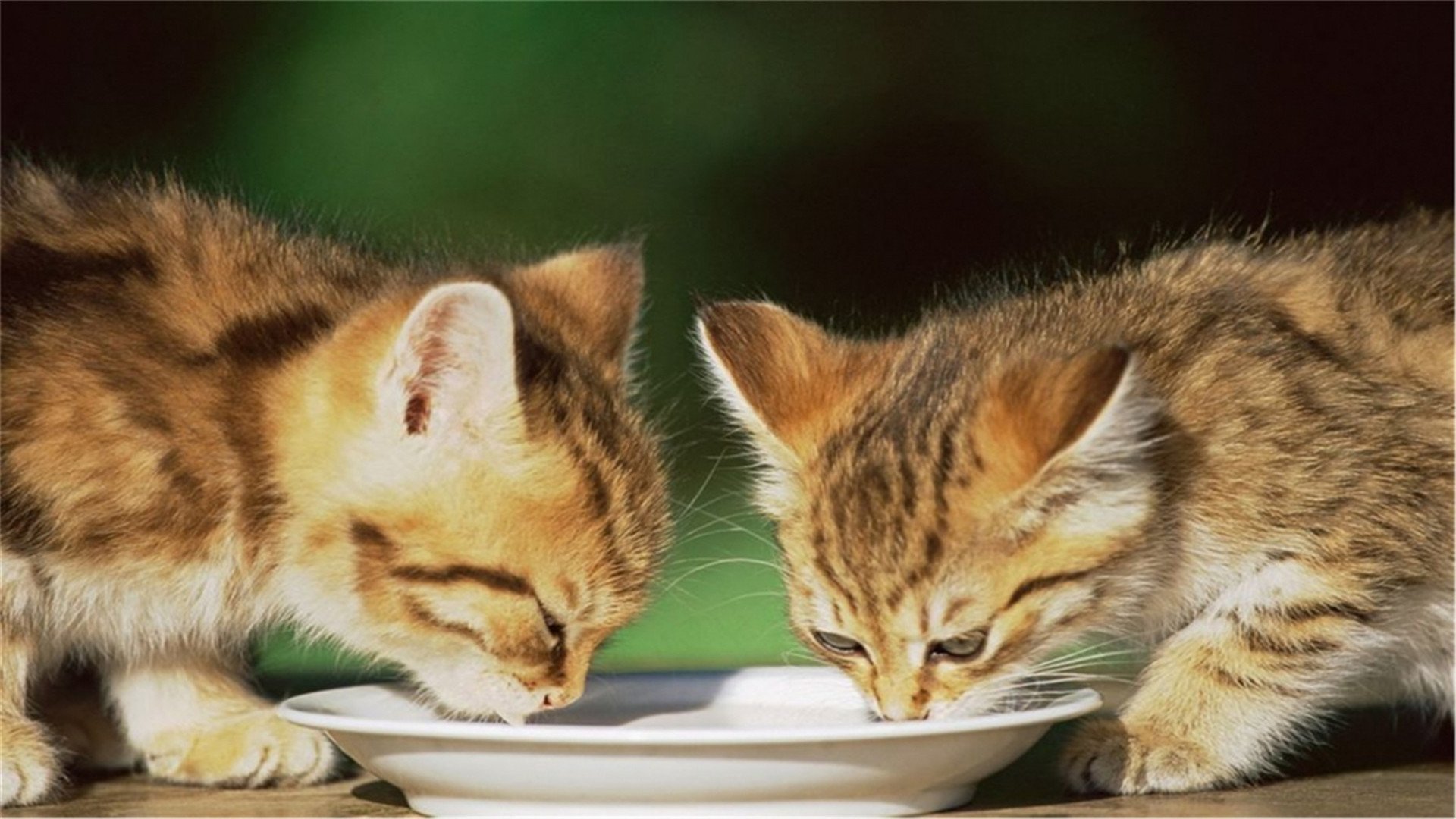 喵星人,萌宠小喵咪,呆萌